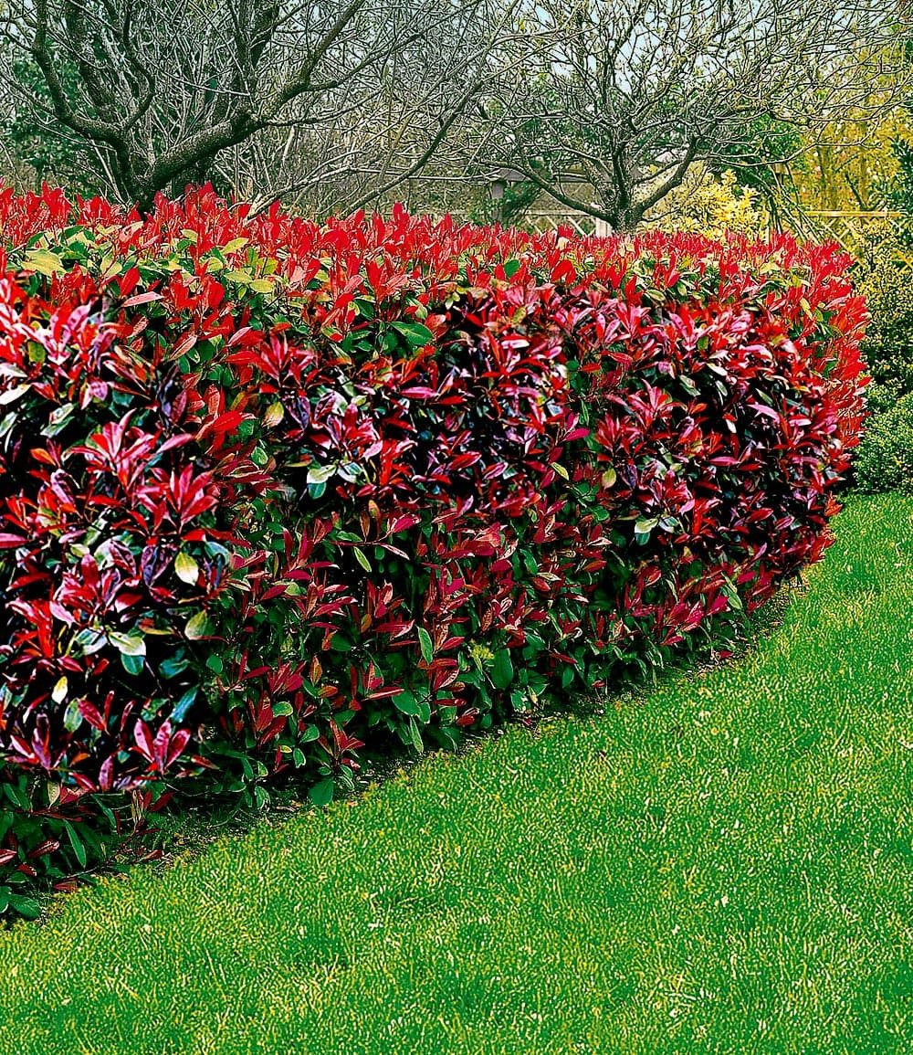 BALDUR Garten Hecken Photinia-Hecke 'Red Robin', 1 St., Glanzblattmispel, immergrün, winterhart, mehrjährig