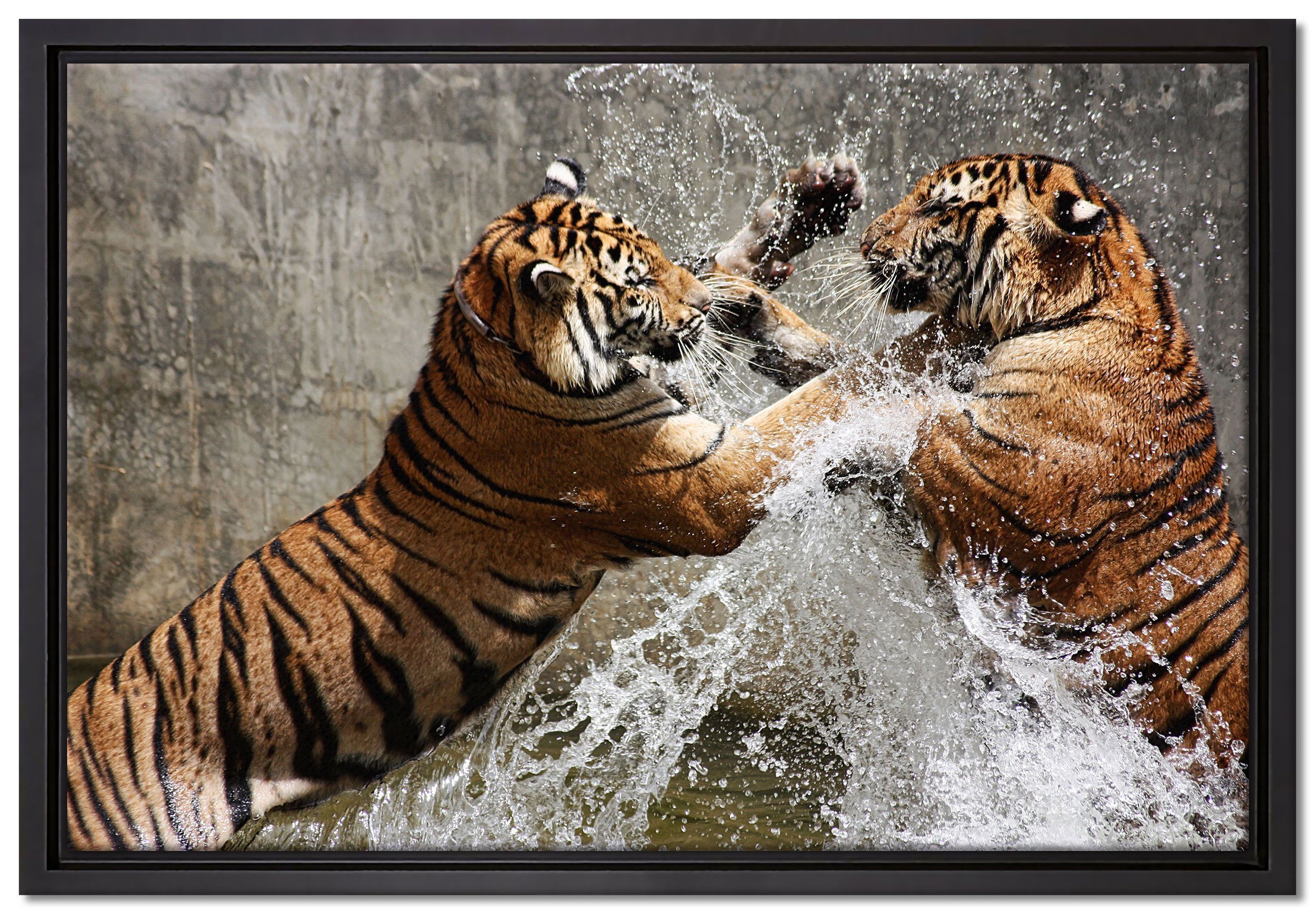 Pixxprint Leinwandbild Kämpfende Tiger im Wasser, Wanddekoration (1 St), Leinwandbild fertig bespannt, in einem Schattenfugen-Bilderrahmen gefasst, inkl. Zackenaufhänger