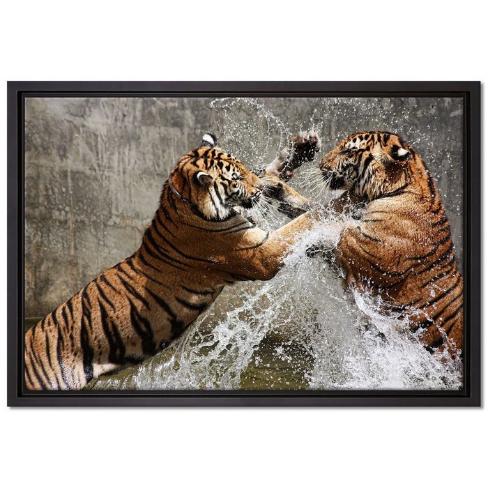 Pixxprint Leinwandbild Kämpfende Tiger im Wasser Wanddekoration (1 St) Leinwandbild fertig bespannt in einem Schattenfugen-Bilderrahmen gefasst inkl. Zackenaufhänger