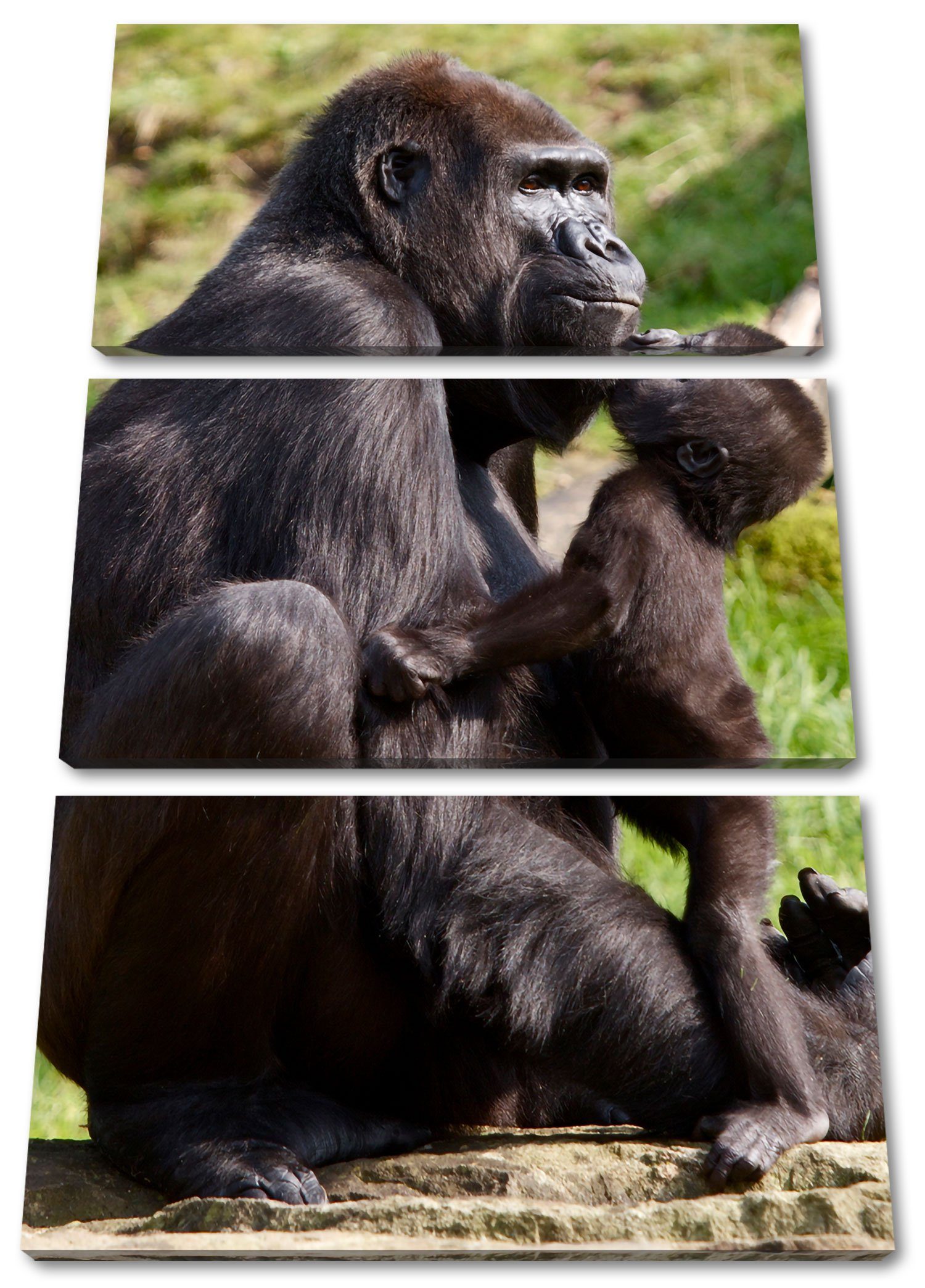 küsst Gorilla-Baby 3Teiler seine inkl. fertig Leinwandbild Zackenaufhänger St), Mutter Leinwandbild Gorilla-Baby (120x80cm) küsst (1 Pixxprint seine Mutter, bespannt,