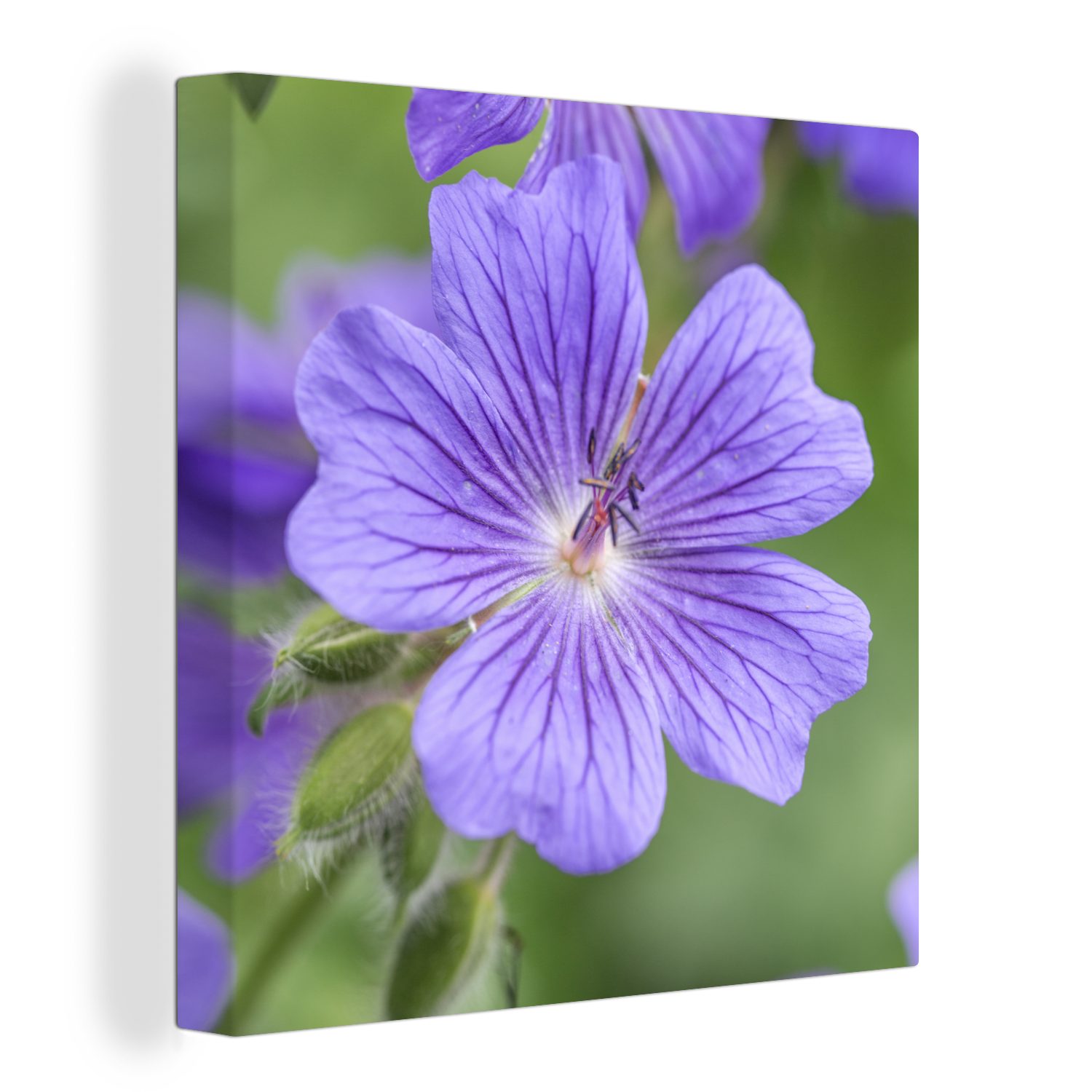 OneMillionCanvasses® Leinwandbild Violette Geranien in voller Blüte, (1 St), Leinwand Bilder für Wohnzimmer Schlafzimmer