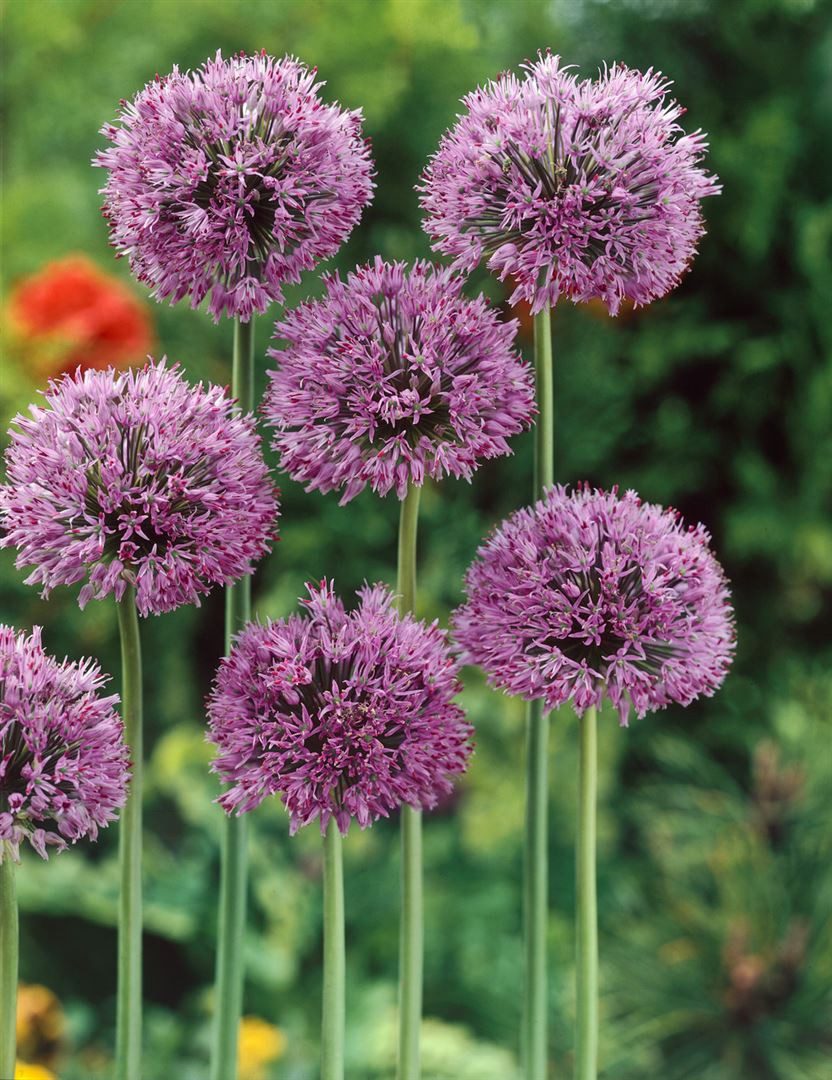 Pflanzen für Dich Staude Allium christophii, 1 St., Sternkugel-Lauch, Stern-Lauch, Persischer Sternlauch