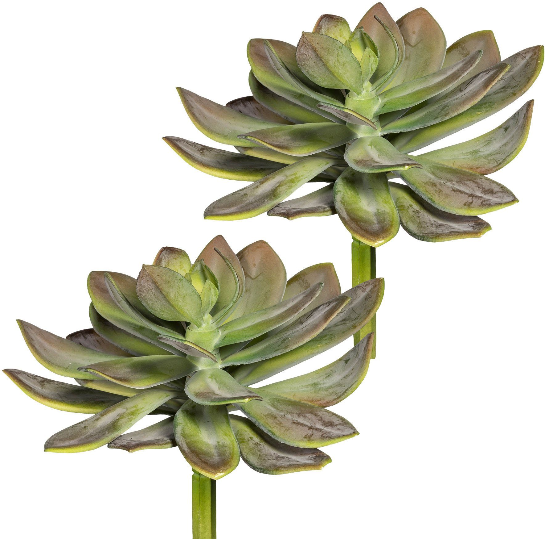 Kunstpflanze Echeveria XL Sukkulente, Creativ green, Höhe 30 cm, 2er Set