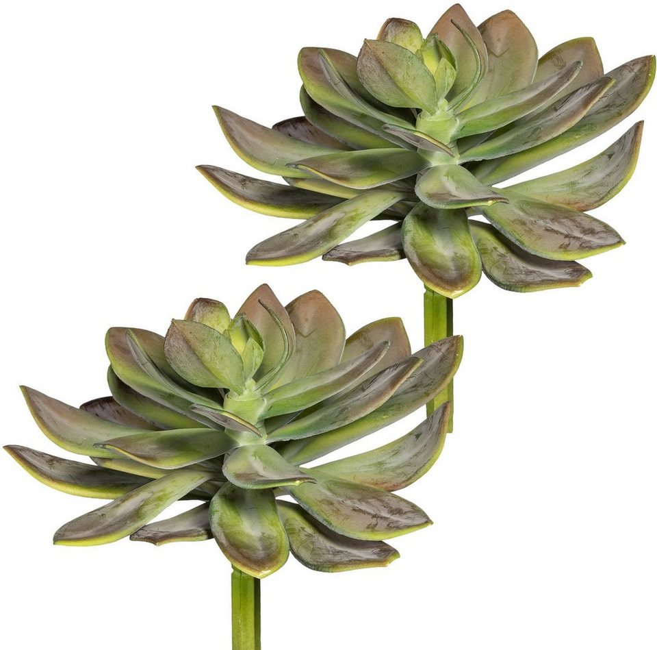 Kunstpflanze Echeveria XL Sukkulente, Creativ green, Höhe 30 cm, 2er Set