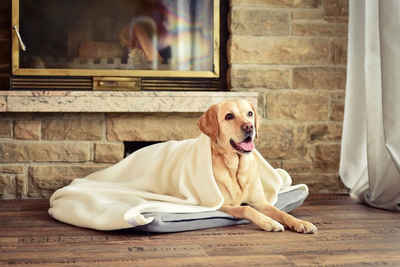 Carpe Sonno Tierkissen Hundekissen mit Decke zum schlafen und entspannen für Hunde und Katzen, 100% Polyester, Hundekissen in verschiendenen Farben und Größen mit Hundedecke