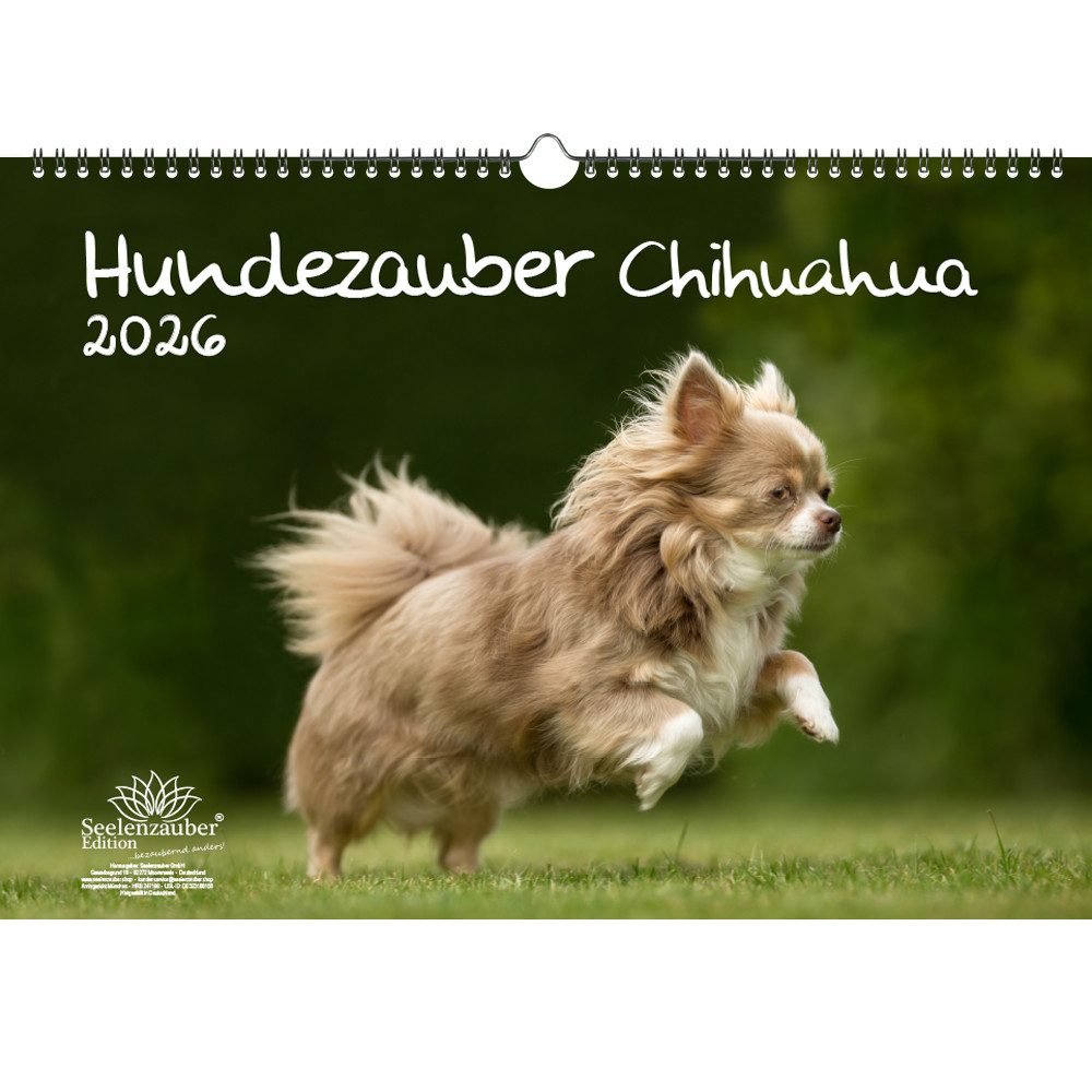 Seelenzauber Wandkalender Hundezauber Chihuahua DIN A3 Kalender für 2026 Welpen und Hunde