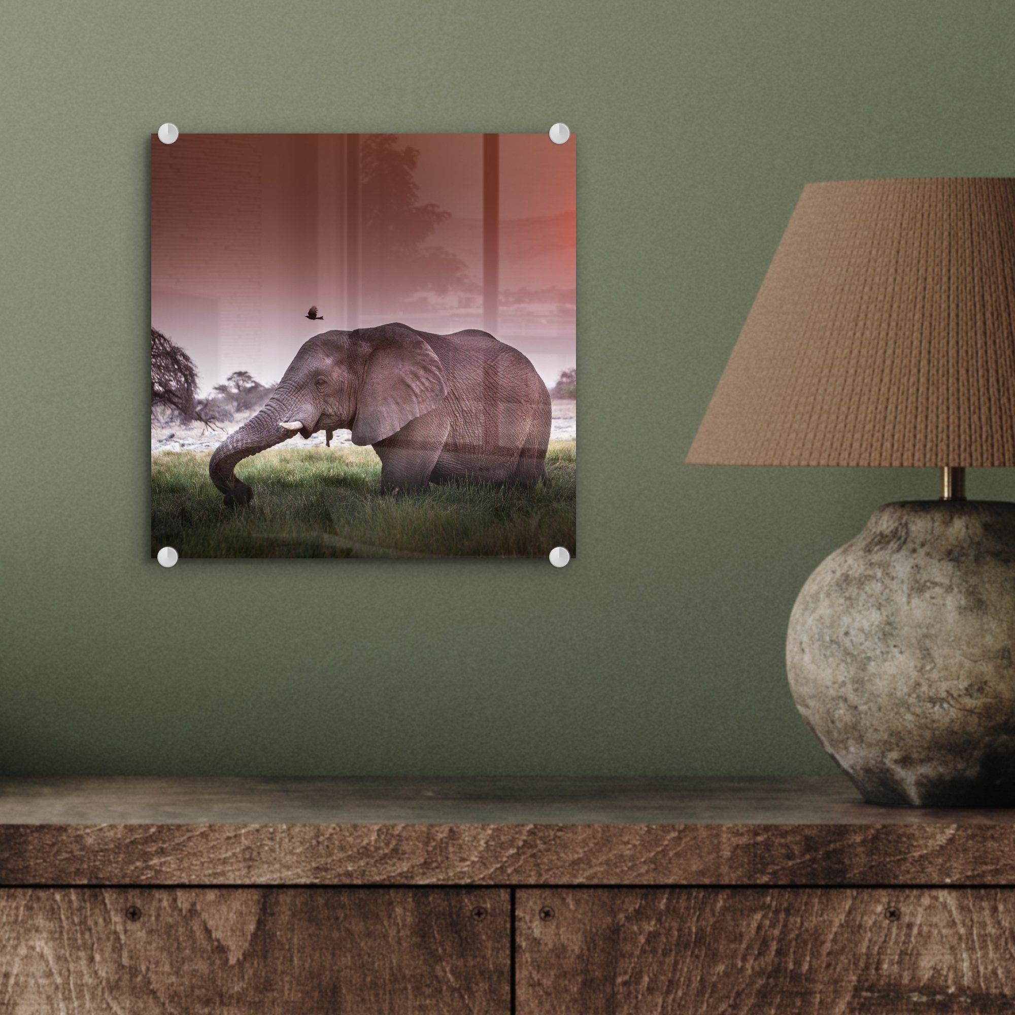 - Glasbilder - St), Tiere, Glas Elefant MuchoWow - auf Glas - Acrylglasbild - Wandbild Foto Wanddekoration auf - (1 Bilder Gras Sonne