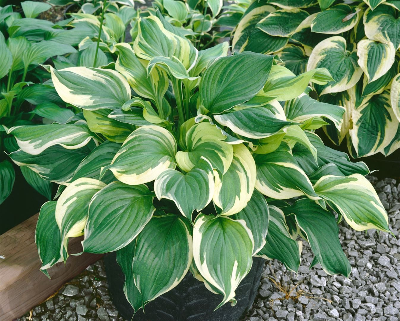Pflanzen für Dich Staude Hosta fortunei Aureomarginata, 1 St., Funkie, Goldrand-Funkie