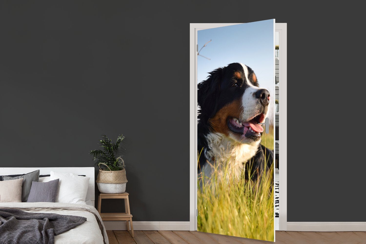 Matt, cm Türtapete bedruckt, Türaufkleber, MuchoWow liegend, für Berner Tür, St), Gras (1 75x205 im Sennenhund Fototapete