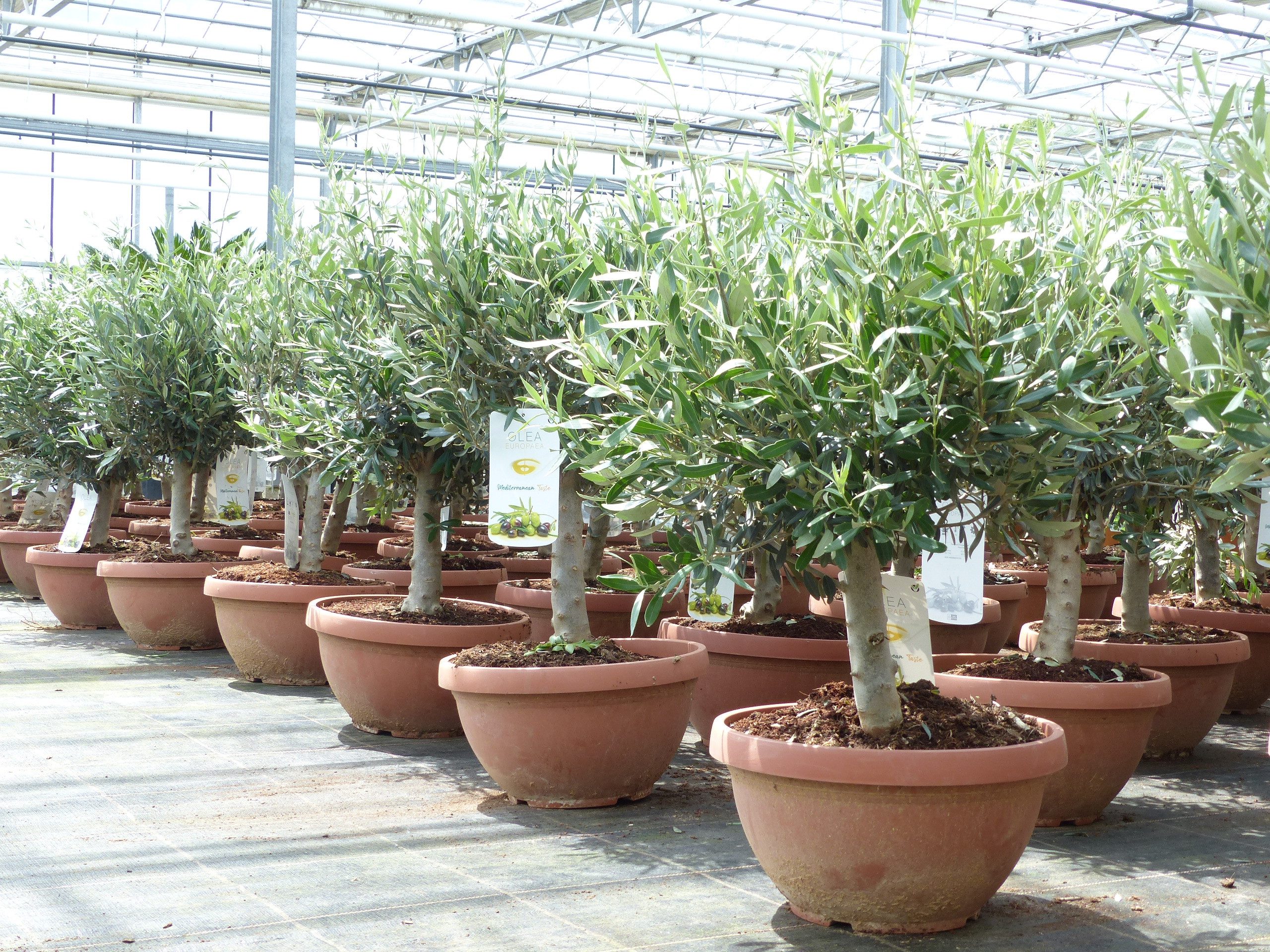 gruenwaren jakubik Olivenbaum günstig online kaufen