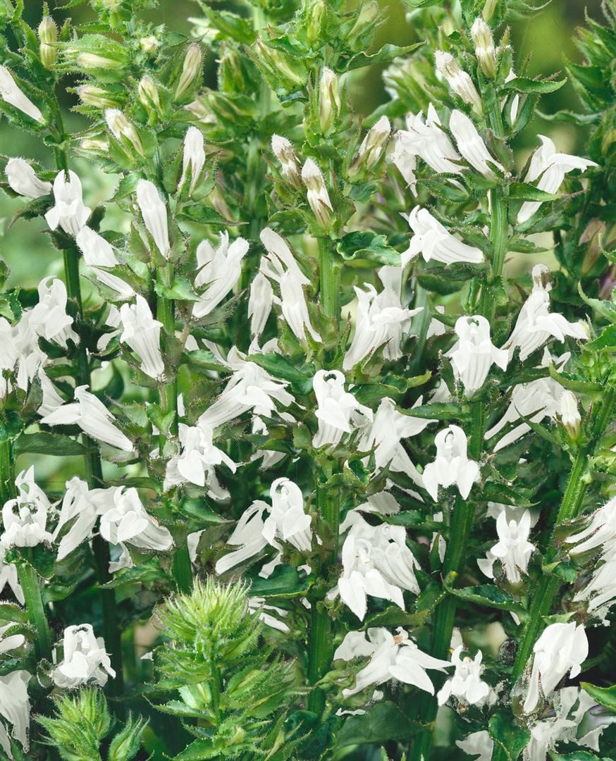 Pflanzen für Dich Staude Lobelia siphilitica Alba, 1 St., Weiße Lobelie, Siphilitica-Lobelie