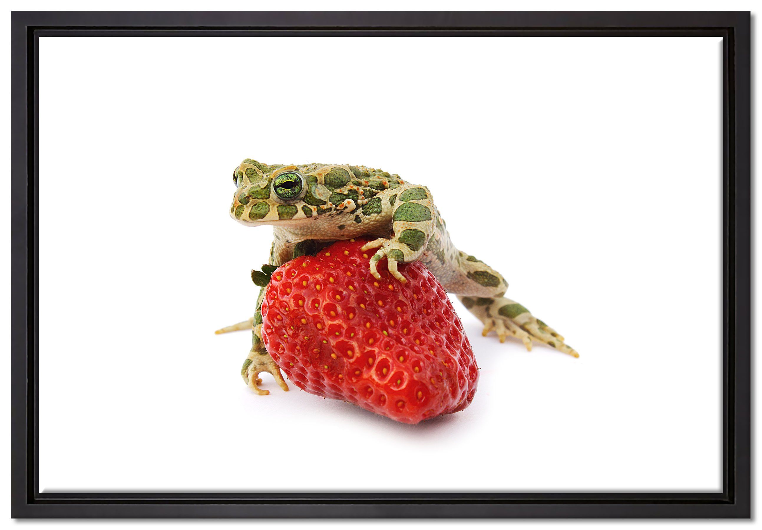 Pixxprint Leinwandbild Kleiner Frosch sitzt auf Erdbeere, Wanddekoration (1 St), Leinwandbild fertig bespannt, in einem Schattenfugen-Bilderrahmen gefasst, inkl. Zackenaufhänger