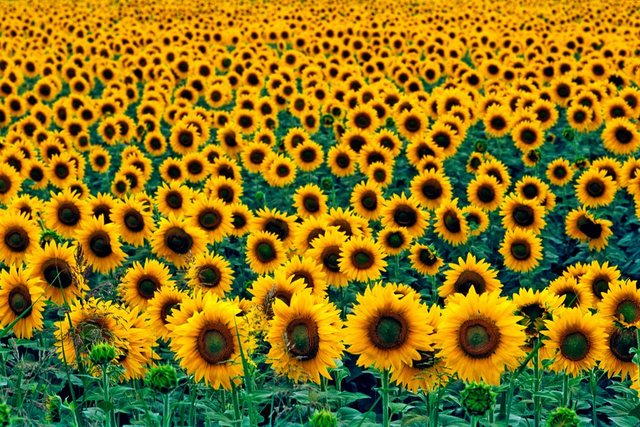 Papermoon Fototapete »Field of Sunflowers«, glatt-Otto