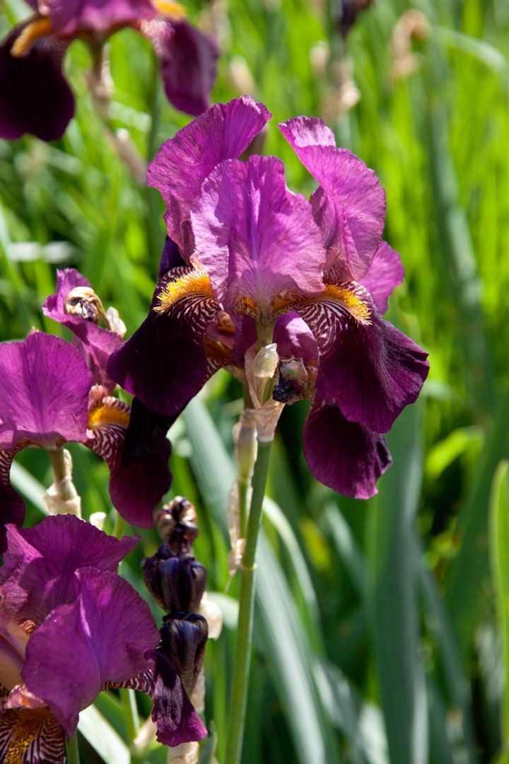 Pflanzen für Dich Staude Iris barb. Senlac, 1 St., Bart-Iris, Schwertlilie