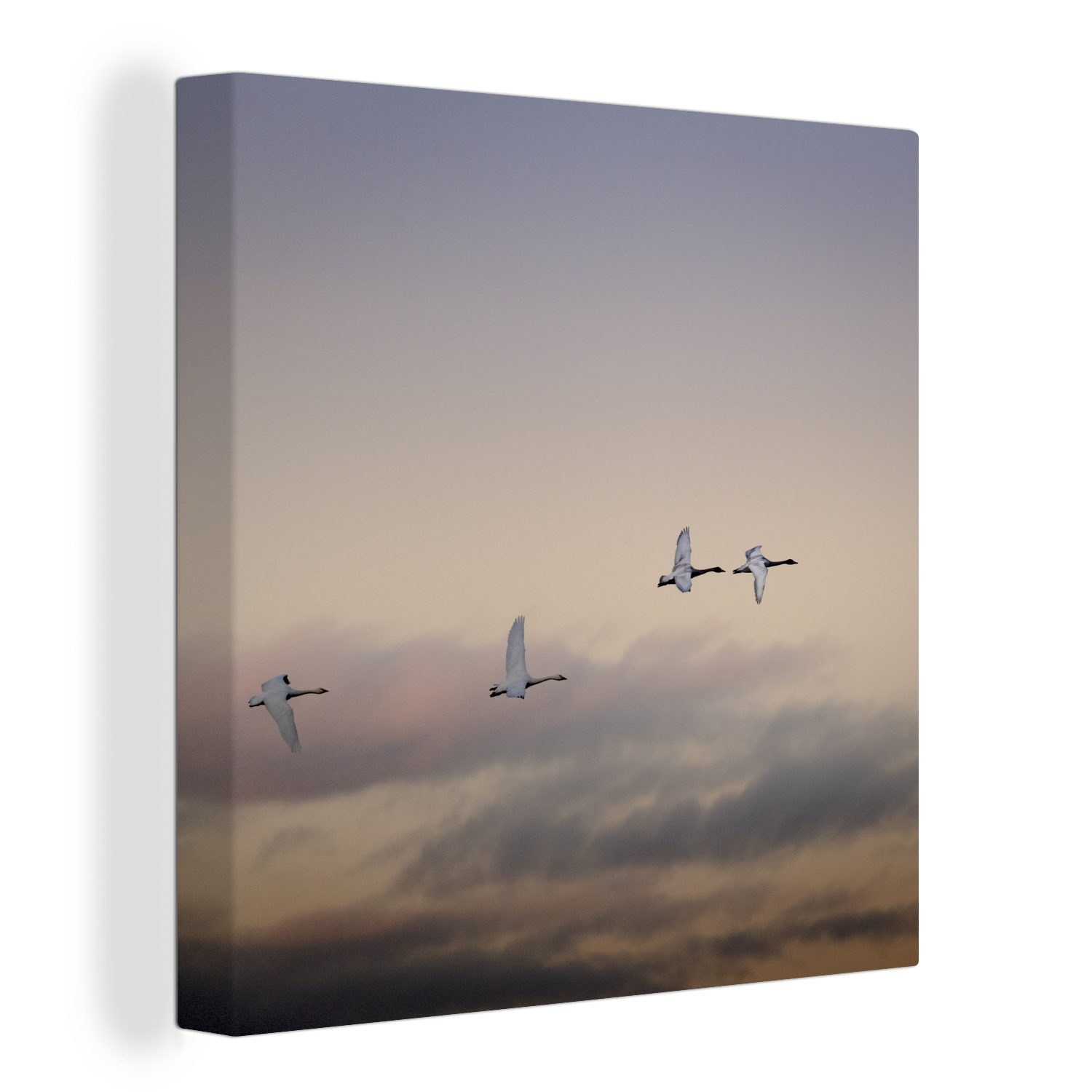 OneMillionCanvasses® Leinwandbild Schwan - Fliegen - Wolken, (1 St), Leinwand Bilder für Wohnzimmer Schlafzimmer