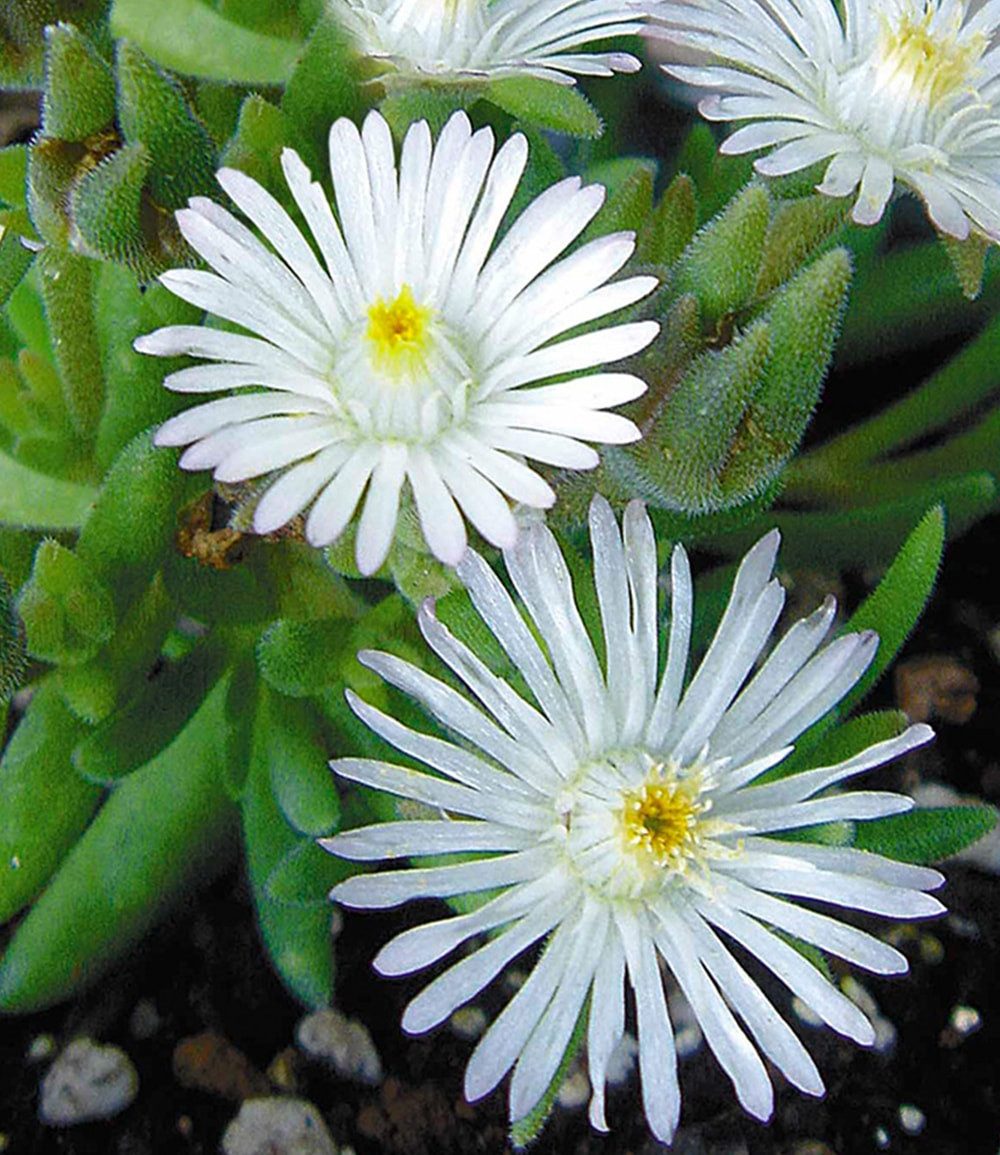 BALDUR Garten Bodendecker Winterharte Eisblume 'White Wonder', 3 St., Mittagsblume, reichblühend, winterhart, mehrjährig, pflegeleicht