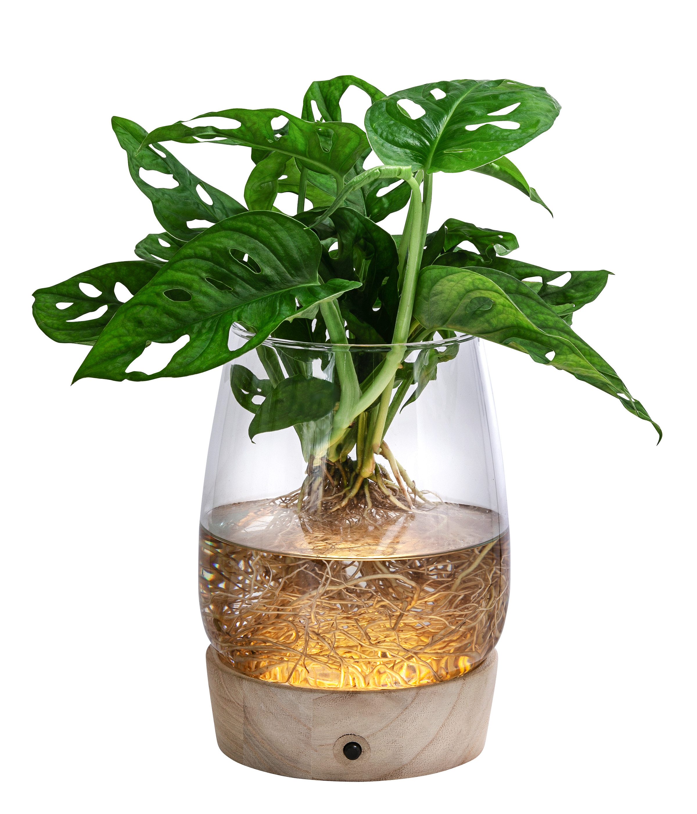 Dehner Zimmerpflanze Waterplant Fensterblatt im Glas, Monstera, mit LED, Monstera adansonii, Wasserpflanze im LED Glas