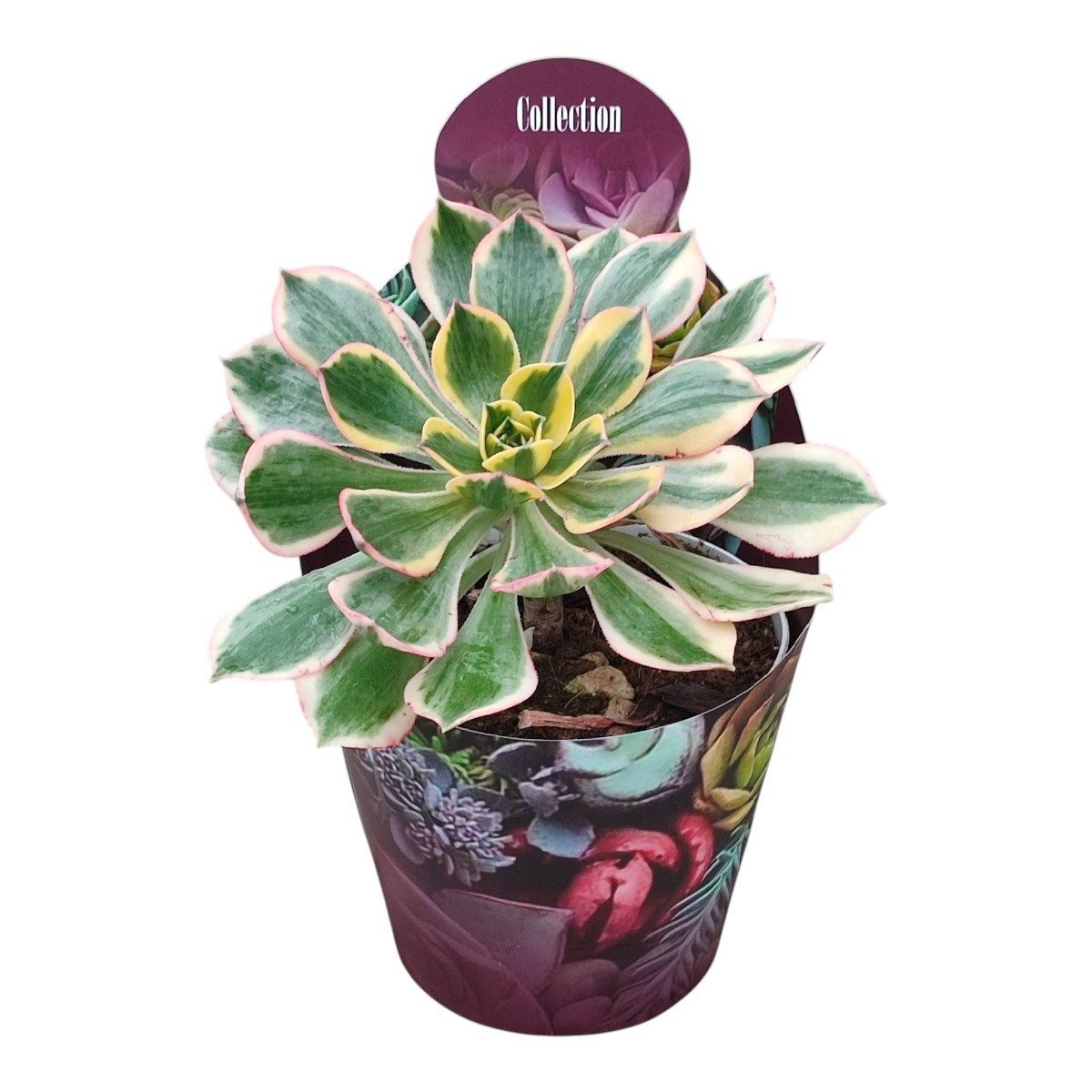 Exotenherz Kaktus Echeveria "Moon Fairy" variegata seltene Echeverie Rarität 6,5cm Topf