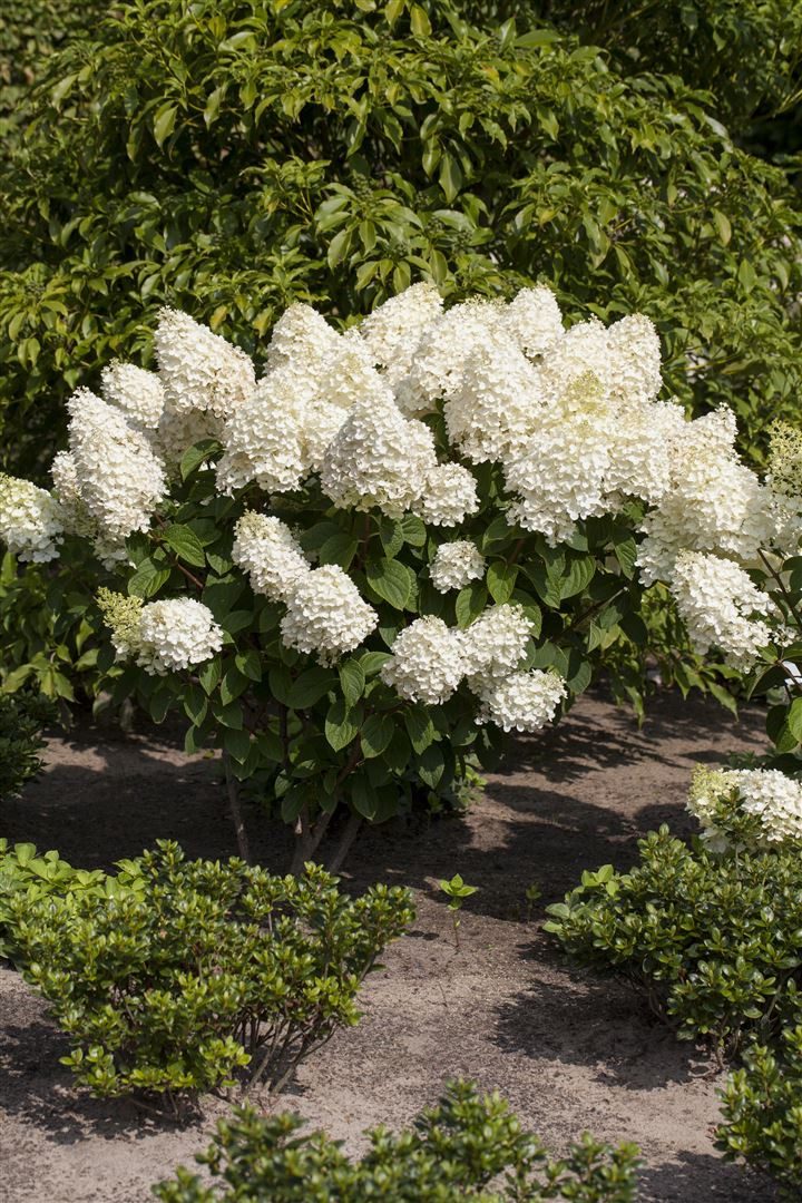 Pflanzen für Dich Gehölze Hydrangea pan. Silver Dollar, 1 St., Rispenhortensie