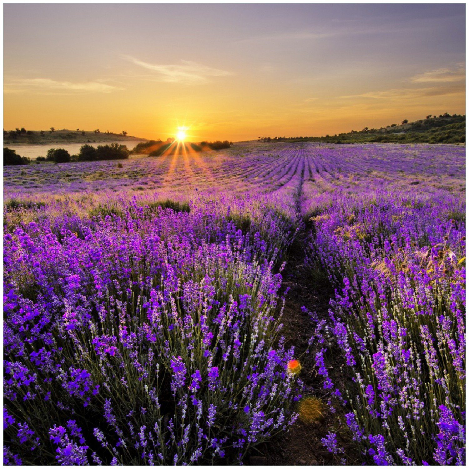 Wallario Glasbild, Sonnenuntergang über dem Lavendel, günstig online kaufen