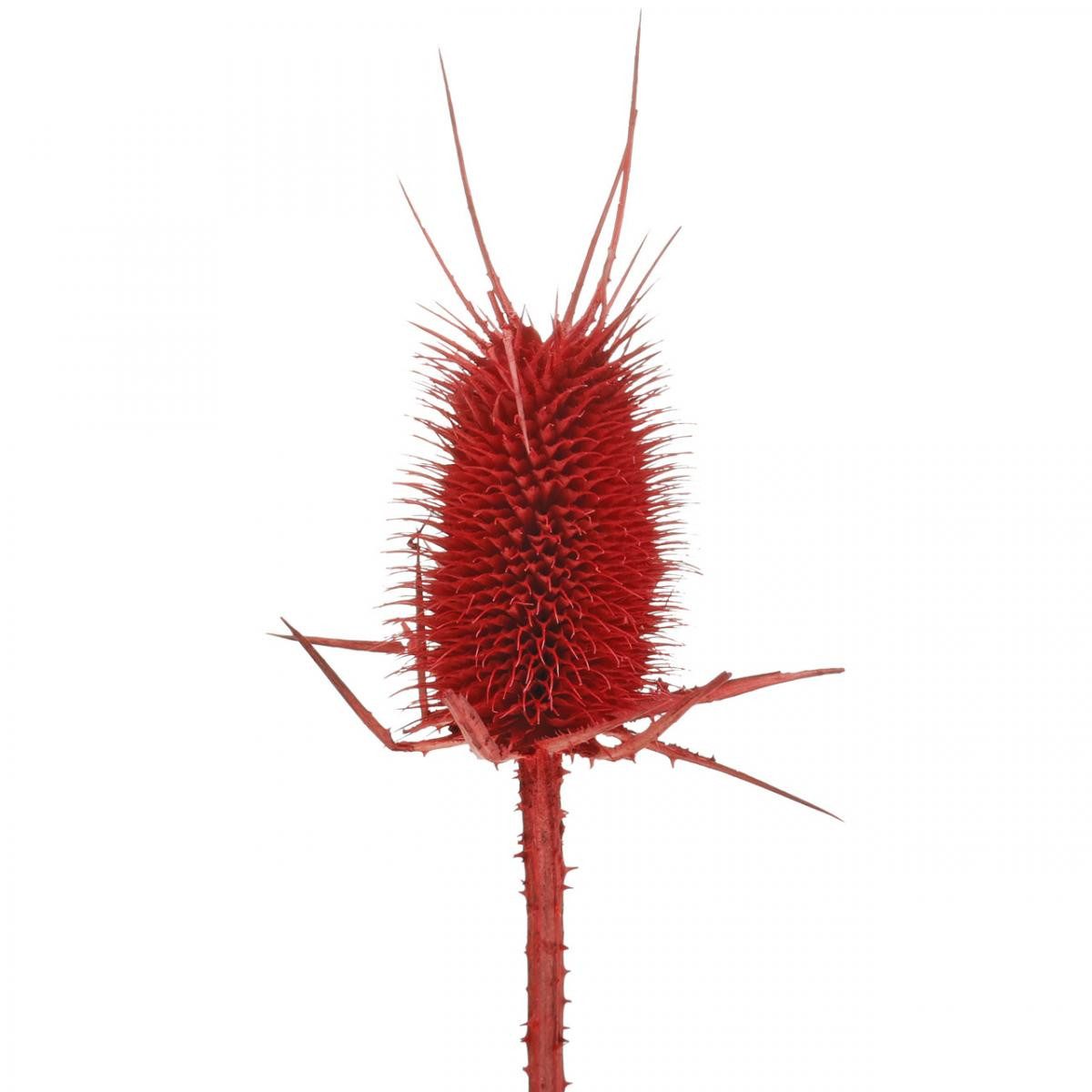 Trockenblume Spitzkarden Rot 1kg - Edle Trockenblumen für Gedenkfloristik, Viana, Höhe 16 cm
