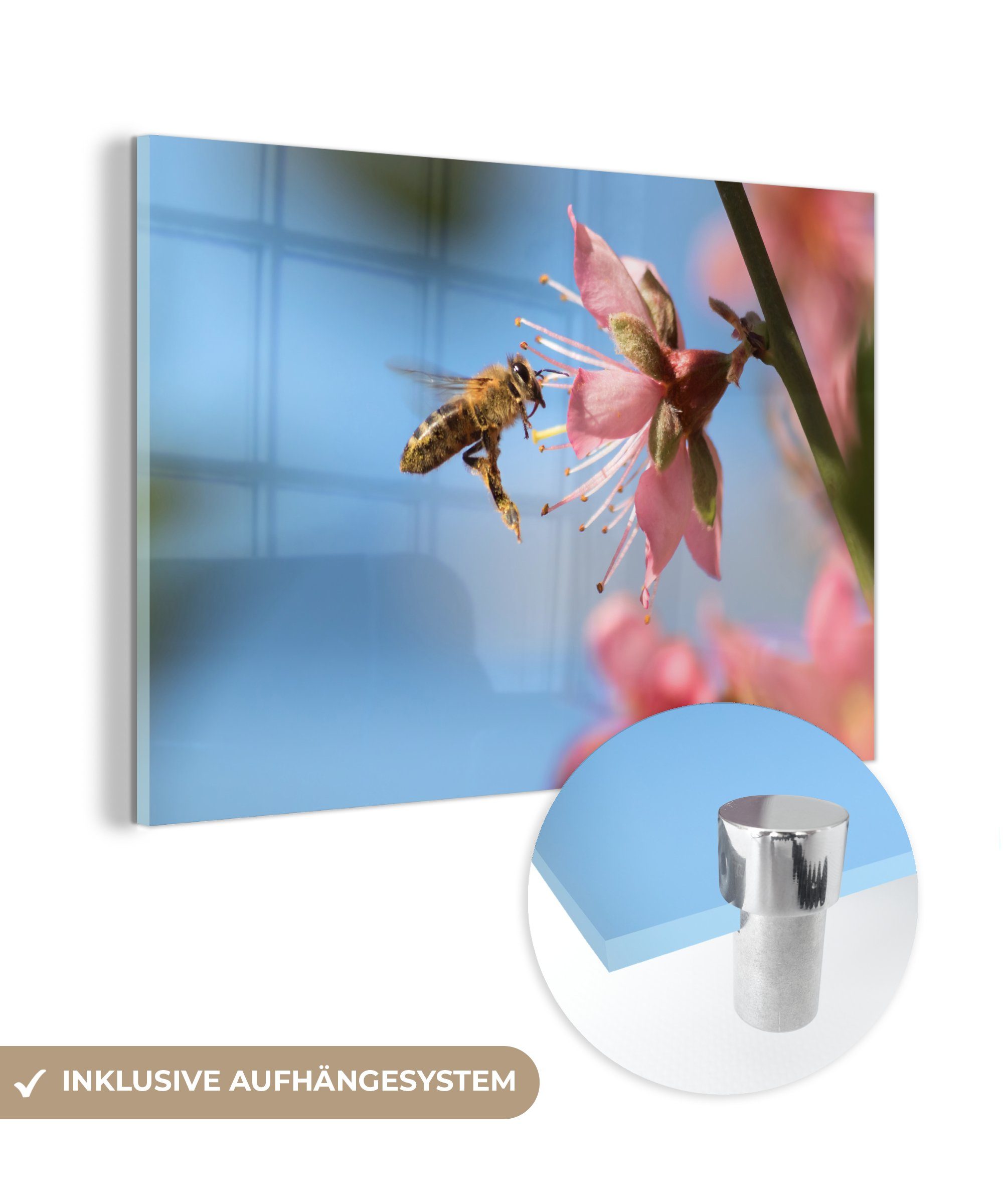 auf Schlafzimmer rosa einer Wohnzimmer Acrylglasbild MuchoWow Blume, & Acrylglasbilder Biene Nahaufnahme (1 einer St),