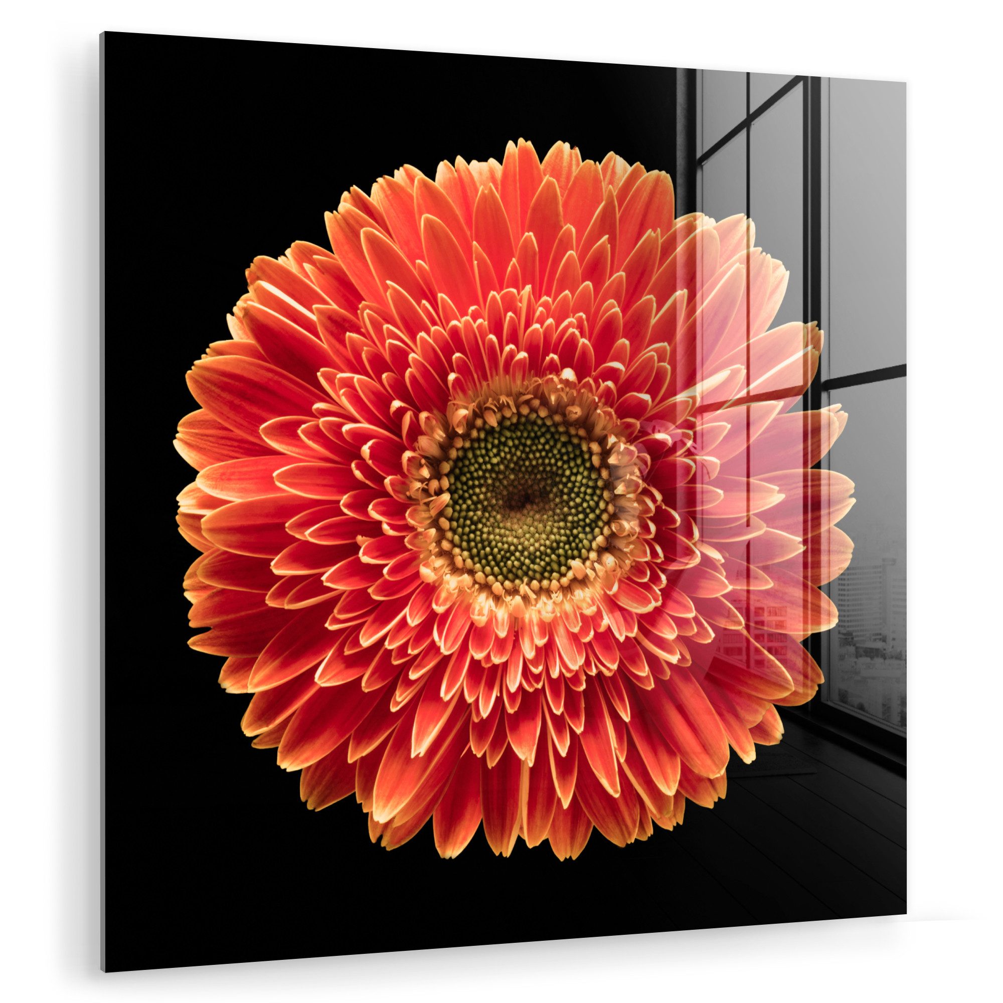 MuchoWow Acrylglasbild Eine orangefarbene Gerbera-Blüte vor günstig online kaufen