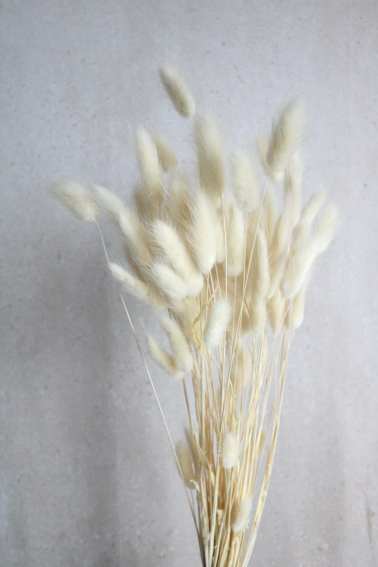 Trockenblume Lagurus weiteren in und natur Samtgras Bund), Farben cremeweiß, Vasenglück / (1