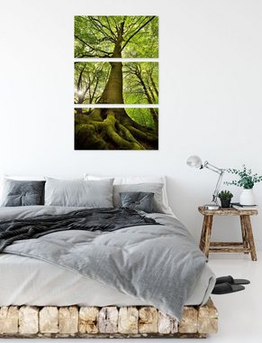 Pixxprint Leinwandbild Riesiger Baum im Dschungel, Riesiger Baum im Dschungel 3Teiler (120x80cm) (1 St), Leinwandbild fertig bespannt, inkl. Zackenaufhänger