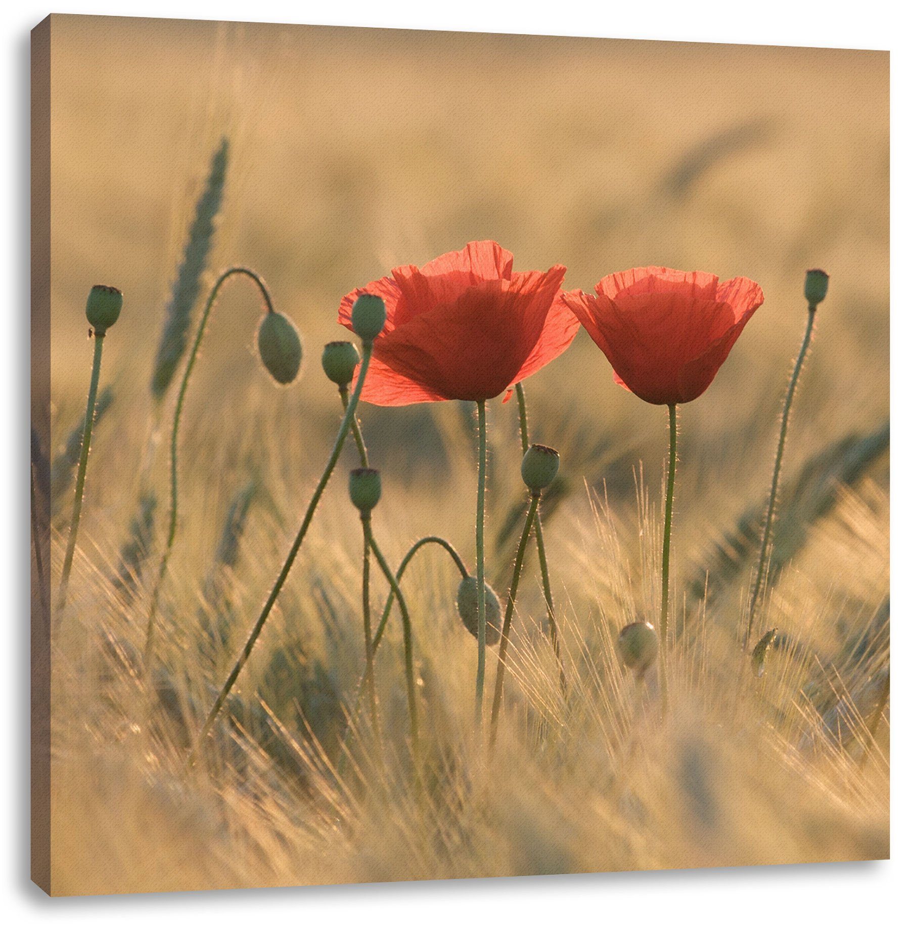 Pixxprint Leinwandbild Zwei schöne Mohnblumen, Zwei schöne Mohnblumen (1 St), Leinwandbild fertig bespannt, inkl. Zackenaufhänger | Leinwandbilder