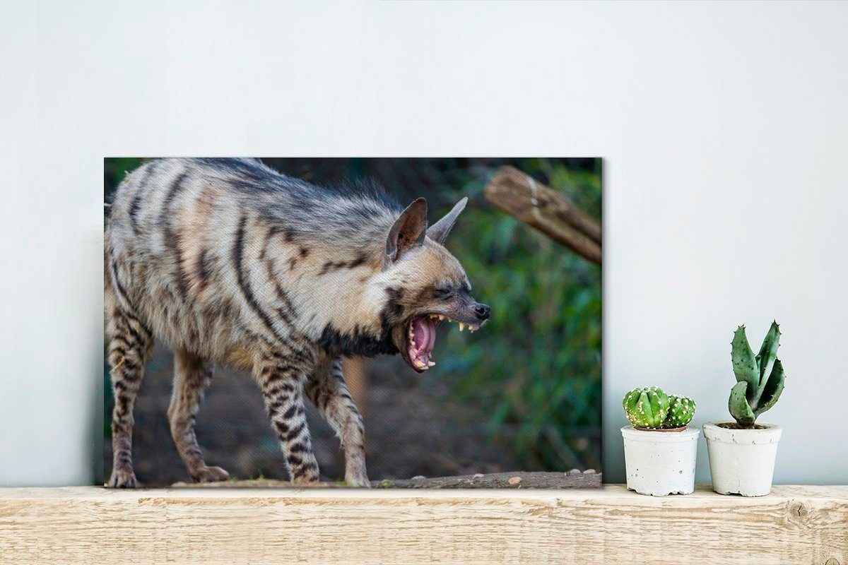 OneMillionCanvasses® cm St), Wandbild Leinwandbilder, (1 30x20 Pflanzen, Wanddeko, - Leinwandbild Hyäne Aufhängefertig,
