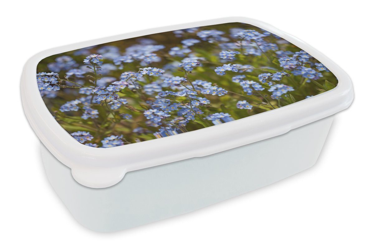 MuchoWow Lunchbox Gruppe von blauen Vergissmeinnicht, Kunststoff, (2-tlg), Brotbox für Kinder und Erwachsene, Brotdose, für Jungs und Mädchen weiß