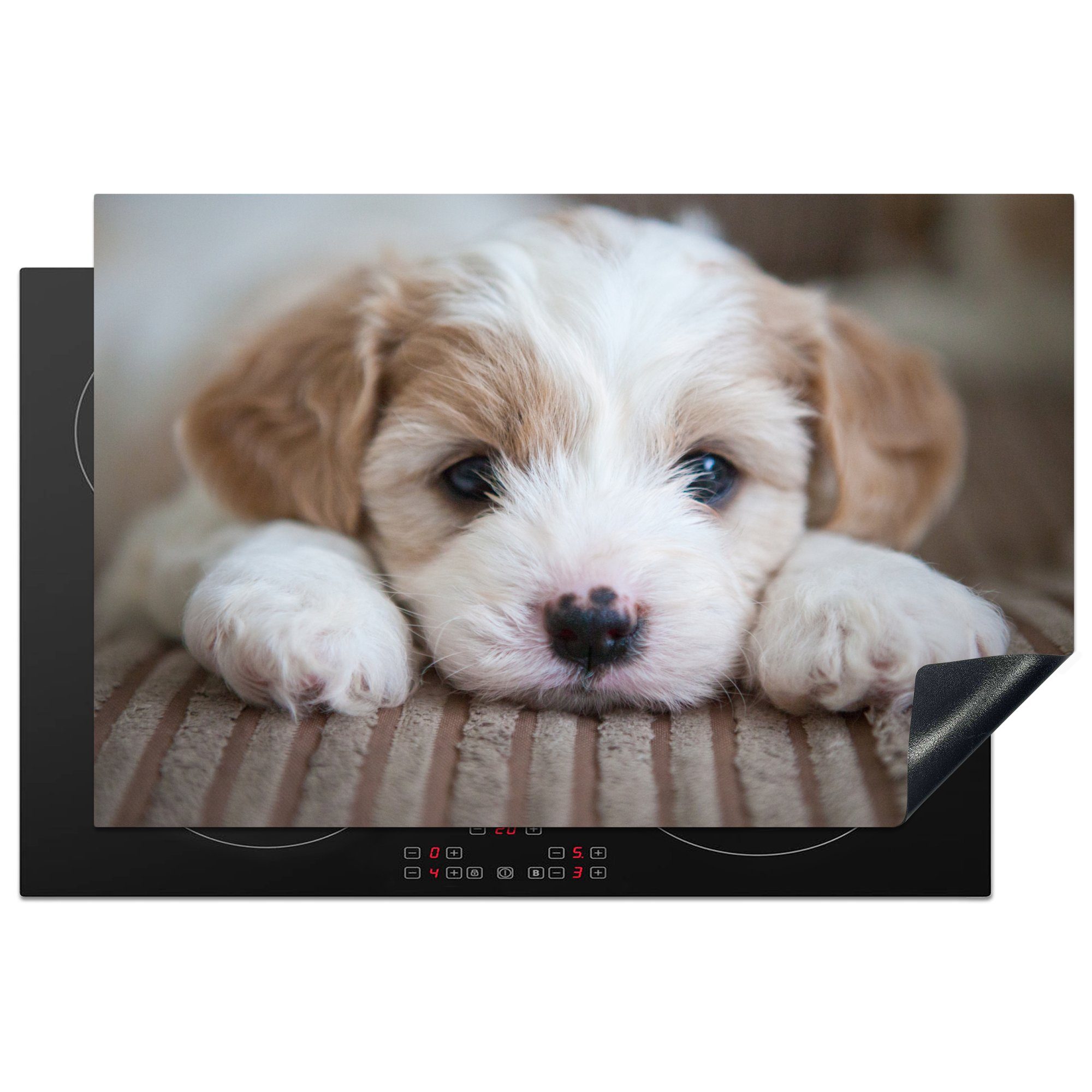 MuchoWow Herdblende-/Abdeckplatte Nahaufnahme eines Cavachon-Welpen, Vinyl, (1 tlg), 81x52 cm, Induktionskochfeld Schutz für die küche, Ceranfeldabdeckung