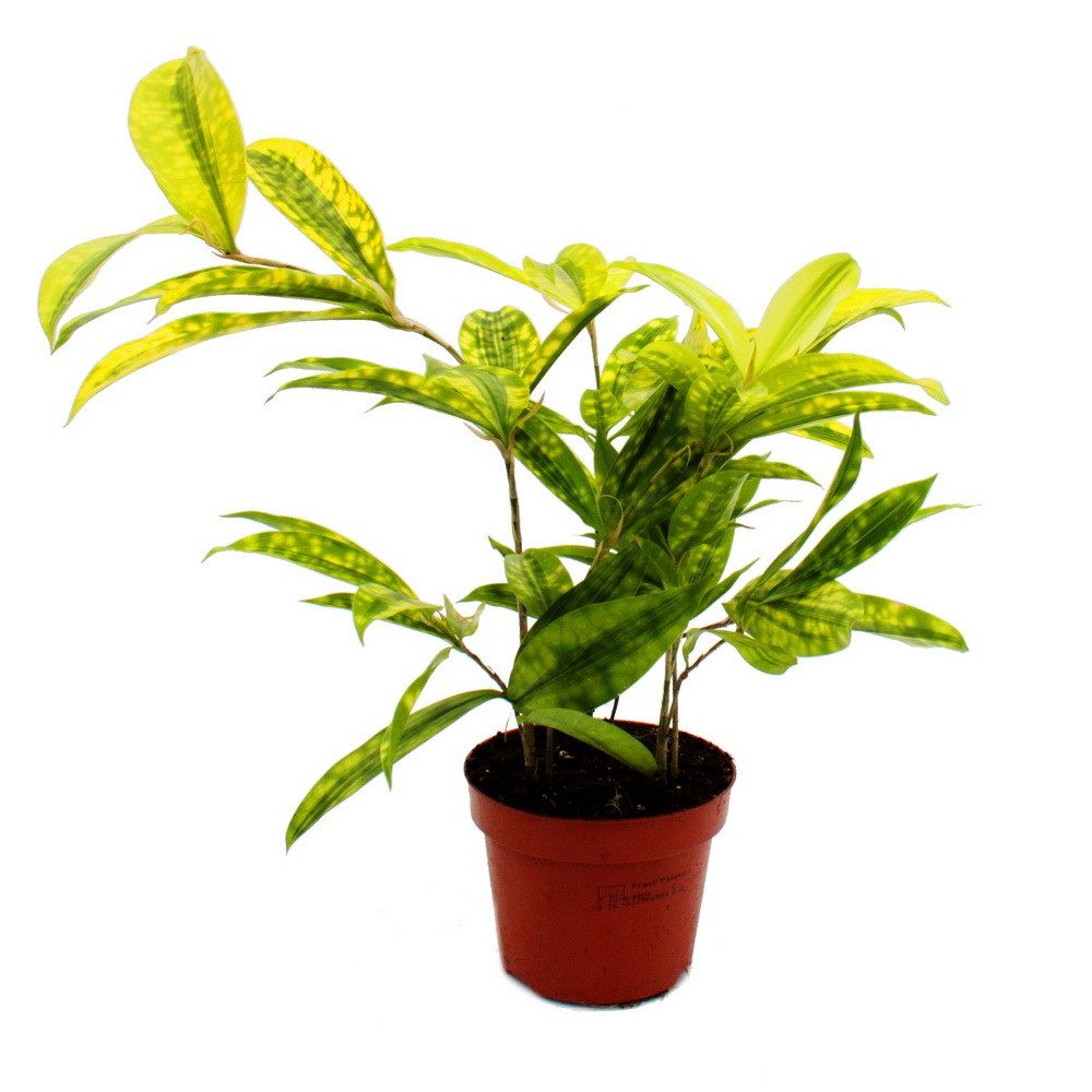 Exotenherz Zimmerpflanze Drachenbaum - Dracaena surculosa - 12cm