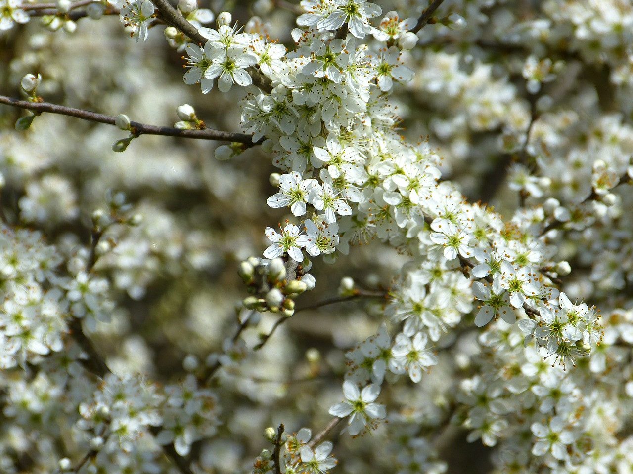 Garten von Ehren Obstpflanze Prunus spinosa Containerware 60 - 100 cm