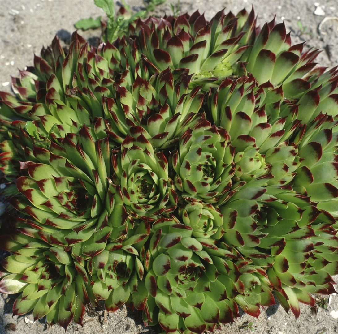Pflanzen für Dich Staude Sempervivum cult. Reinhard, 1 St., Hauswurz, Dachwurz