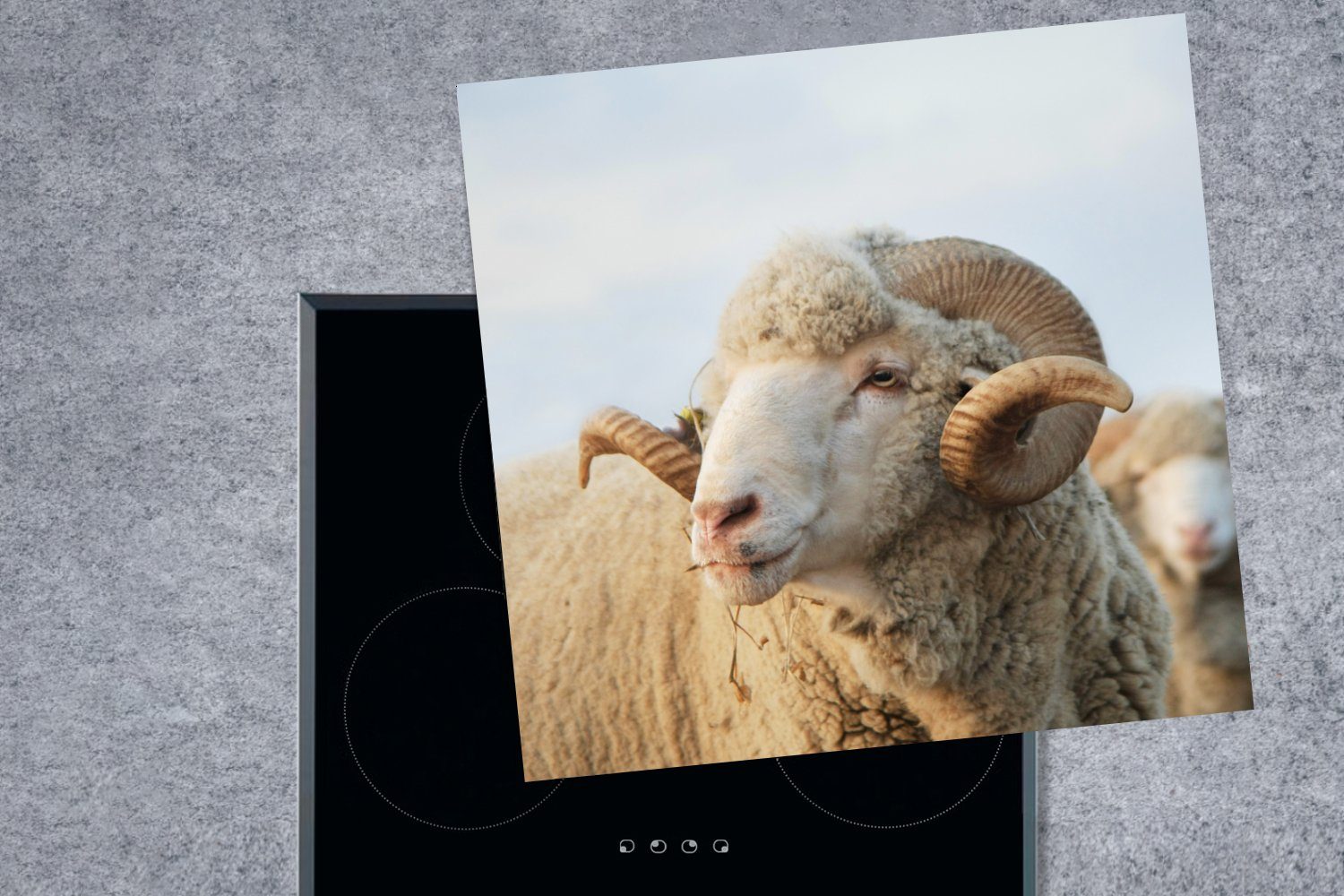Schafe - Ceranfeldabdeckung, für Vinyl, tlg), küche Herdblende-/Abdeckplatte Arbeitsplatte 78x78 Hörner, - Widder cm, (1 MuchoWow