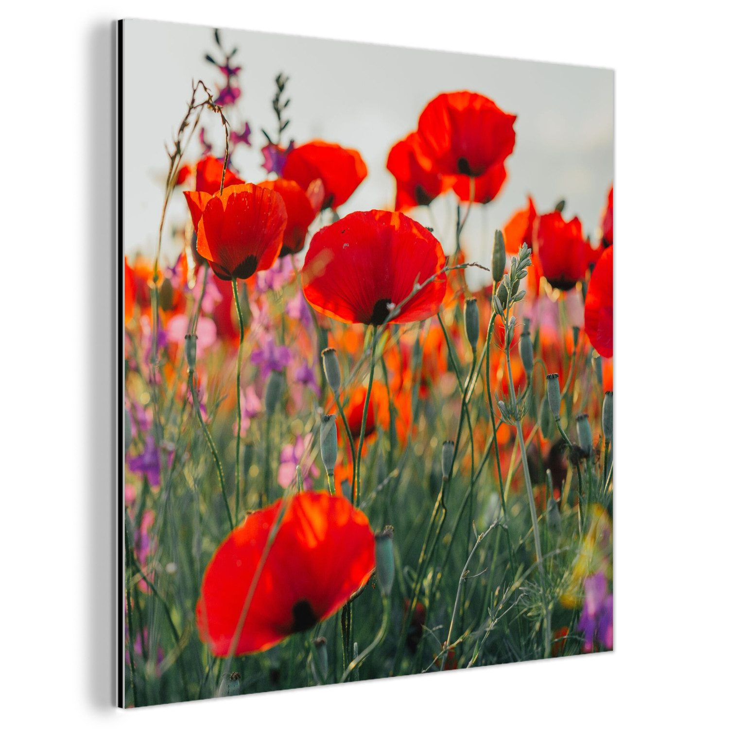 MuchoWow Metallbild Mohn - Blumen - günstig online kaufen