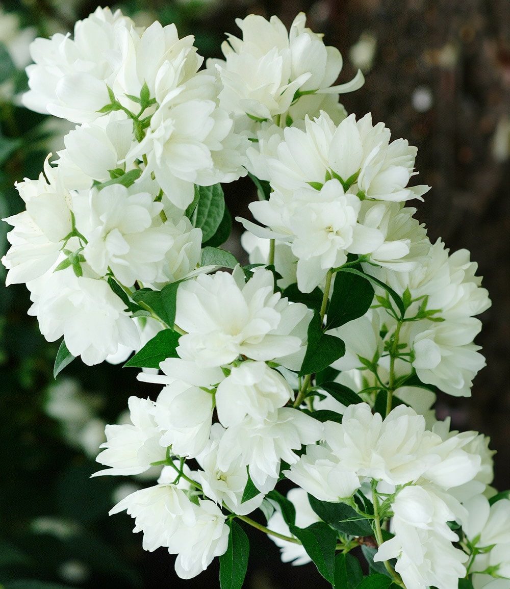 BALDUR Garten Zierstrauch Schneeweißer Duft-Jasmin, 1 St., Sommerjasmin,duftend, gefüllte Blüten,winterhart, mehrjährig