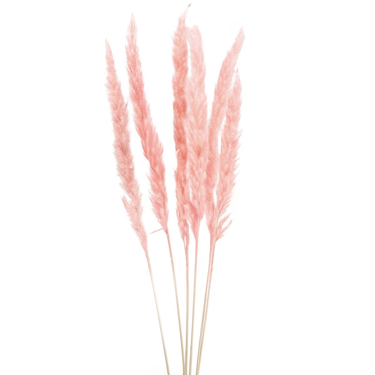 Trockenblume Pampasgras Deko Rosa, Trockenblumen Boho-Style 72cm 6St