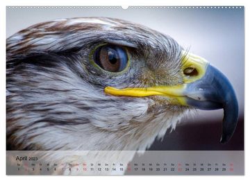 CALVENDO Wandkalender Falken und Greifvögel. Edle Jäger (Premium, hochwertiger DIN A2 Wandkalender 2023, Kunstdruck in Hochglanz)