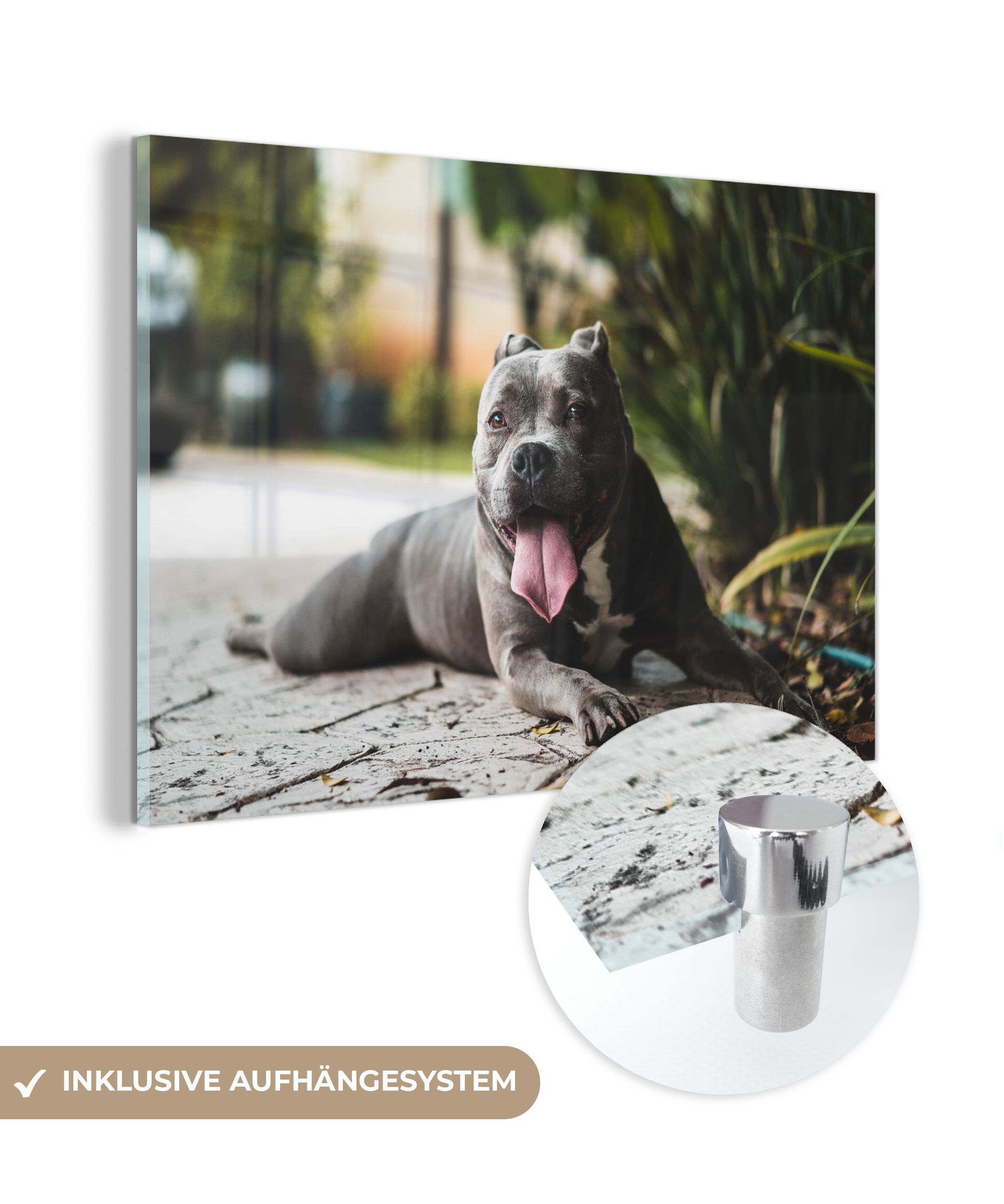 MuchoWow Acrylglasbild Hund - (1 Zunge Wohnzimmer Acrylglasbilder St), Steine, Schlafzimmer & 