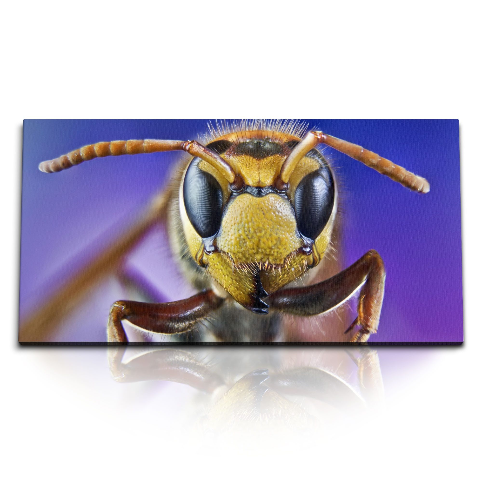 Leinwandbild Kunstdruck Bilder 120x60cm Makrofotografie Biene Nahaufnahme Bienenkop