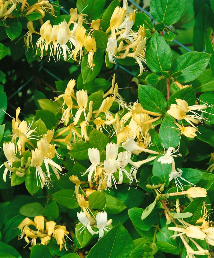 Pflanzen für Dich Kletterpflanze Lonicera japonica Halliana, 1 St., Japanisches Geißblatt, Halliana-Geißblatt, duftend, schnellwachsend