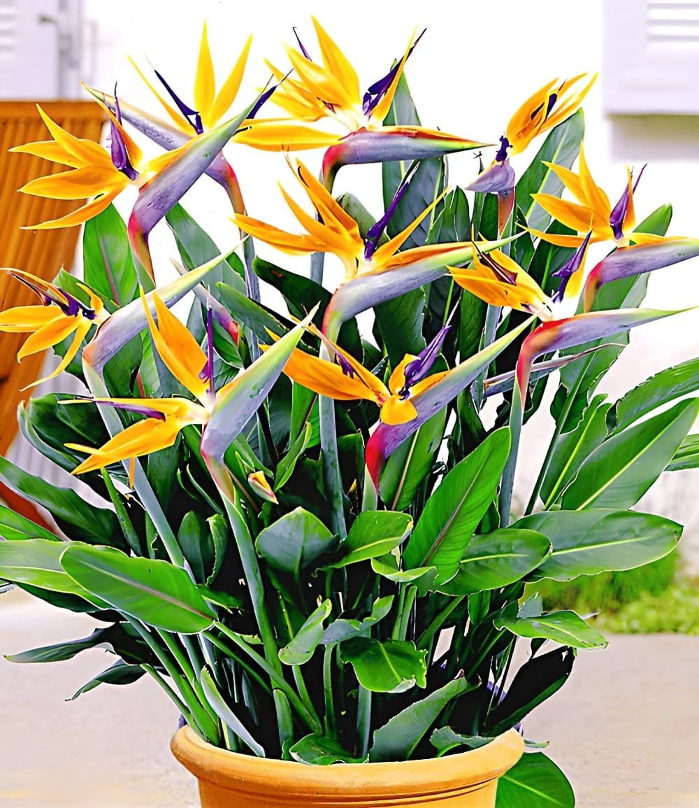 BALDUR Garten Balkonpflanze Paradiesvogel-Blume, 1 St., Winterblühend, pflegeleicht, kübelgeeignet