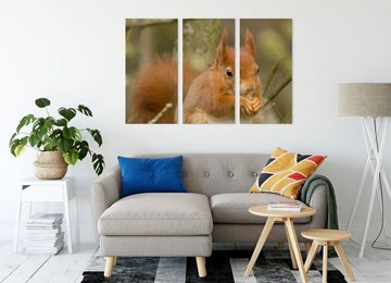 Pixxprint Leinwandbild Kleines Eichhörnchen, Kleines Eichhörnchen 3Teiler (120x80cm) (1 St), Leinwandbild fertig bespannt, inkl. Zackenaufhänger