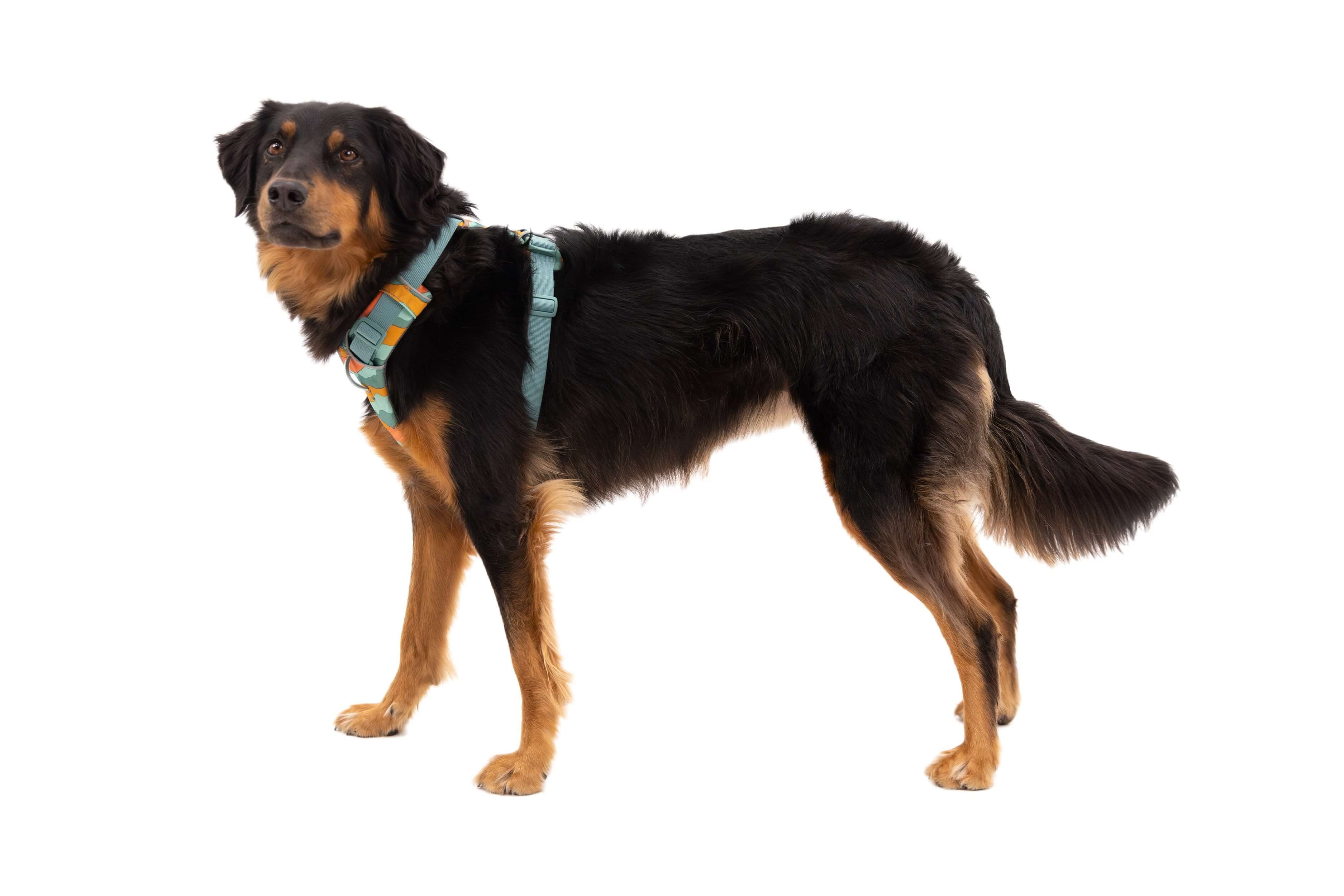 Ruffwear Hunde-Geschirr Front Range Harness günstig online kaufen