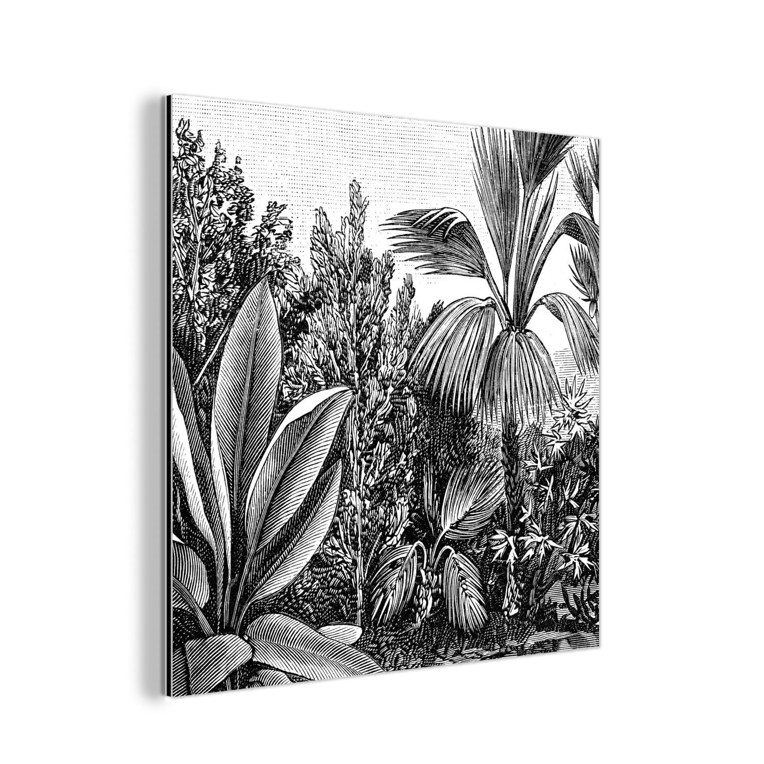 Freigabe MuchoWow Metallbild Illustration - - - Gemälde aus Pflanzen Ernst Metall, deko Aluminium Alu-Dibond-Druck, Gestaltung - Haeckel, St), Natur (1