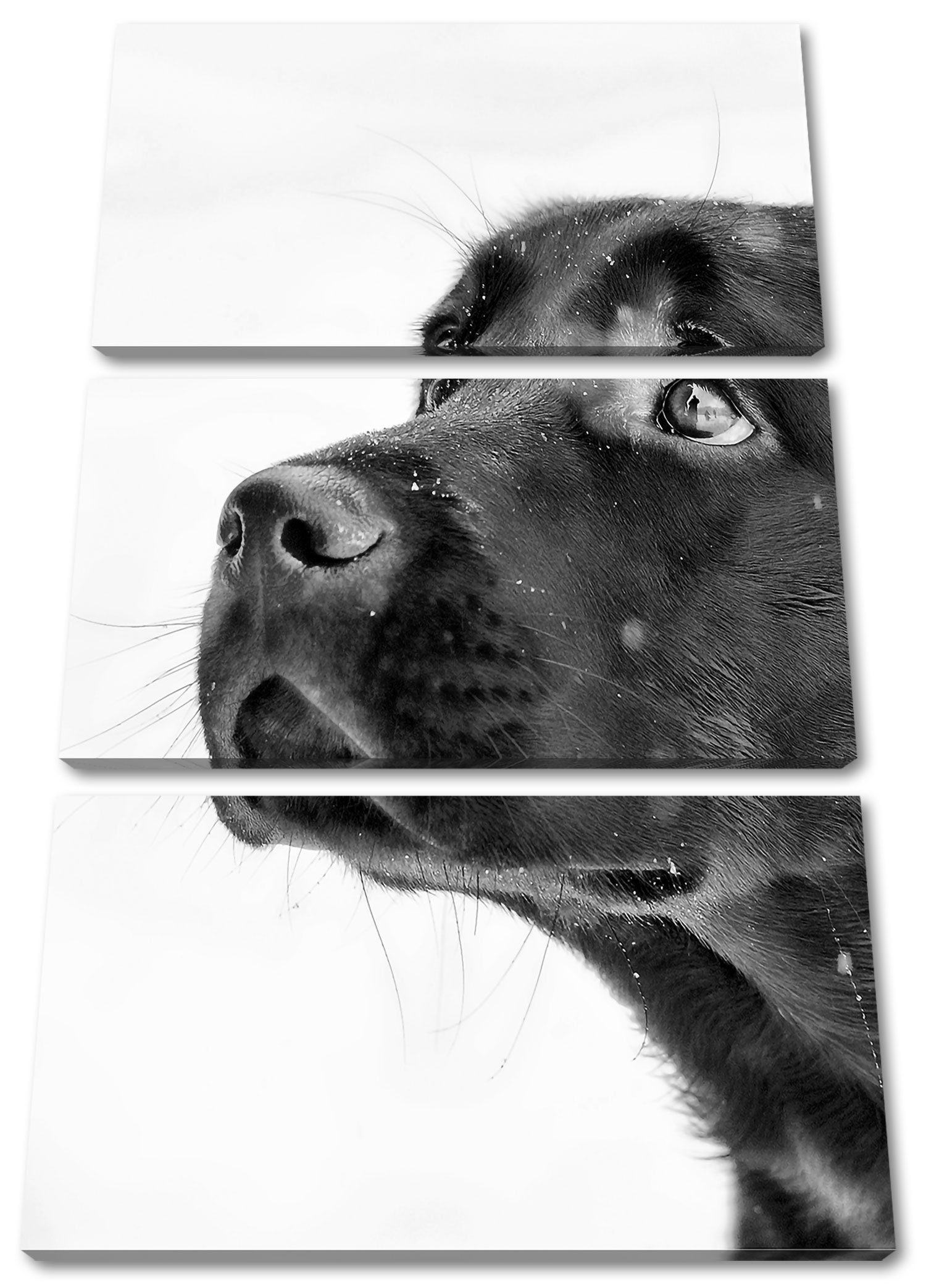 Pixxprint Zackenaufhänger Leinwandbild Schwarzer Leinwandbild Labrador 3Teiler Labrador Schnee, Schwarzer (1 fertig bespannt, St), Schnee im im inkl. (120x80cm)