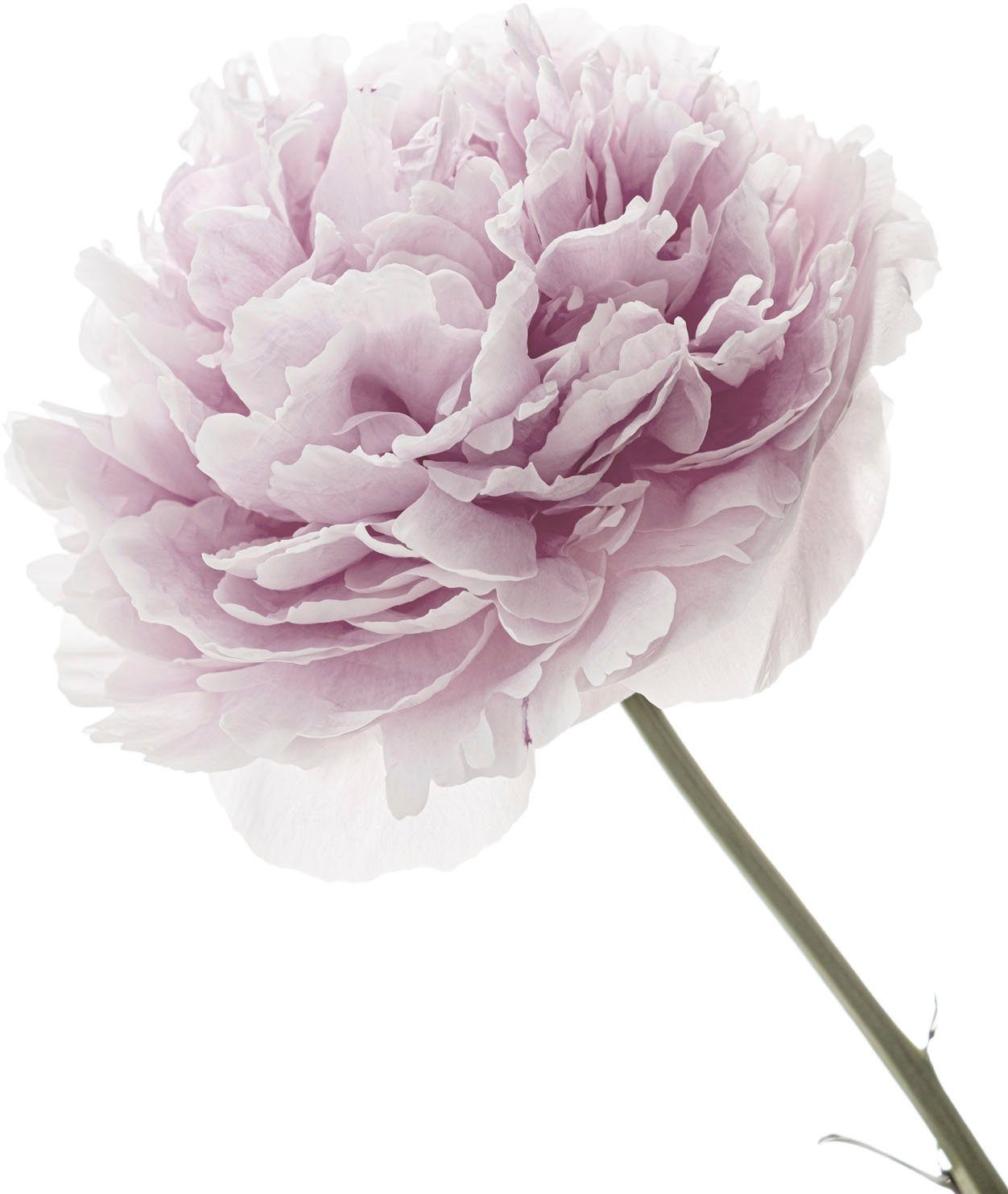 queence Wandtattoo Anna (1 St), Wandbild, Sticker, rosa, Blume, Blüte, selbstklebend